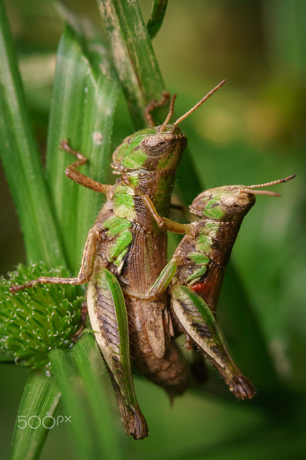 Sony a6300 + Sony FE 90mm F2.8 Macro G OSS sample photo