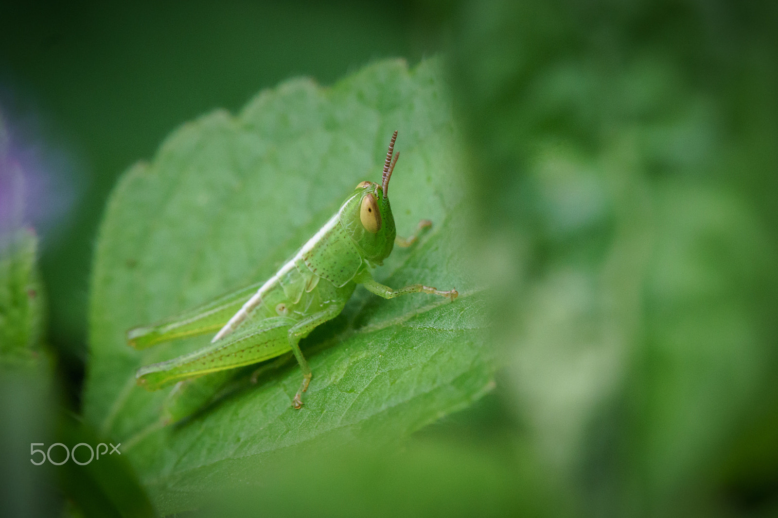 Sony a6300 + Sony FE 90mm F2.8 Macro G OSS sample photo