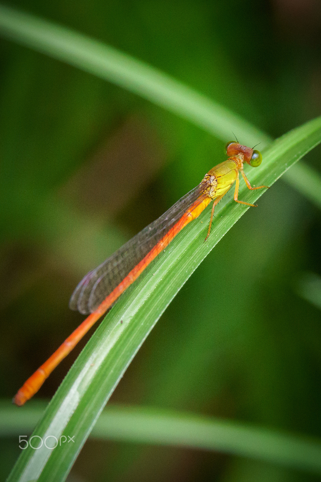 Sony a6300 + Sony FE 90mm F2.8 Macro G OSS sample photo