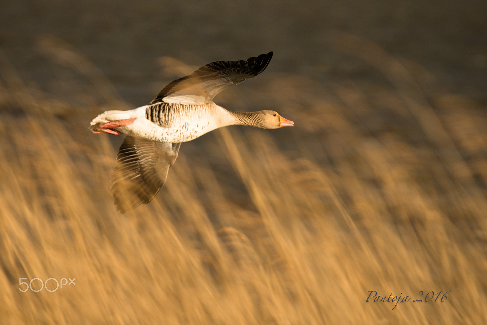 Nikon AF-S Nikkor 200-500mm F5.6E ED VR sample photo. Greylag goose photography