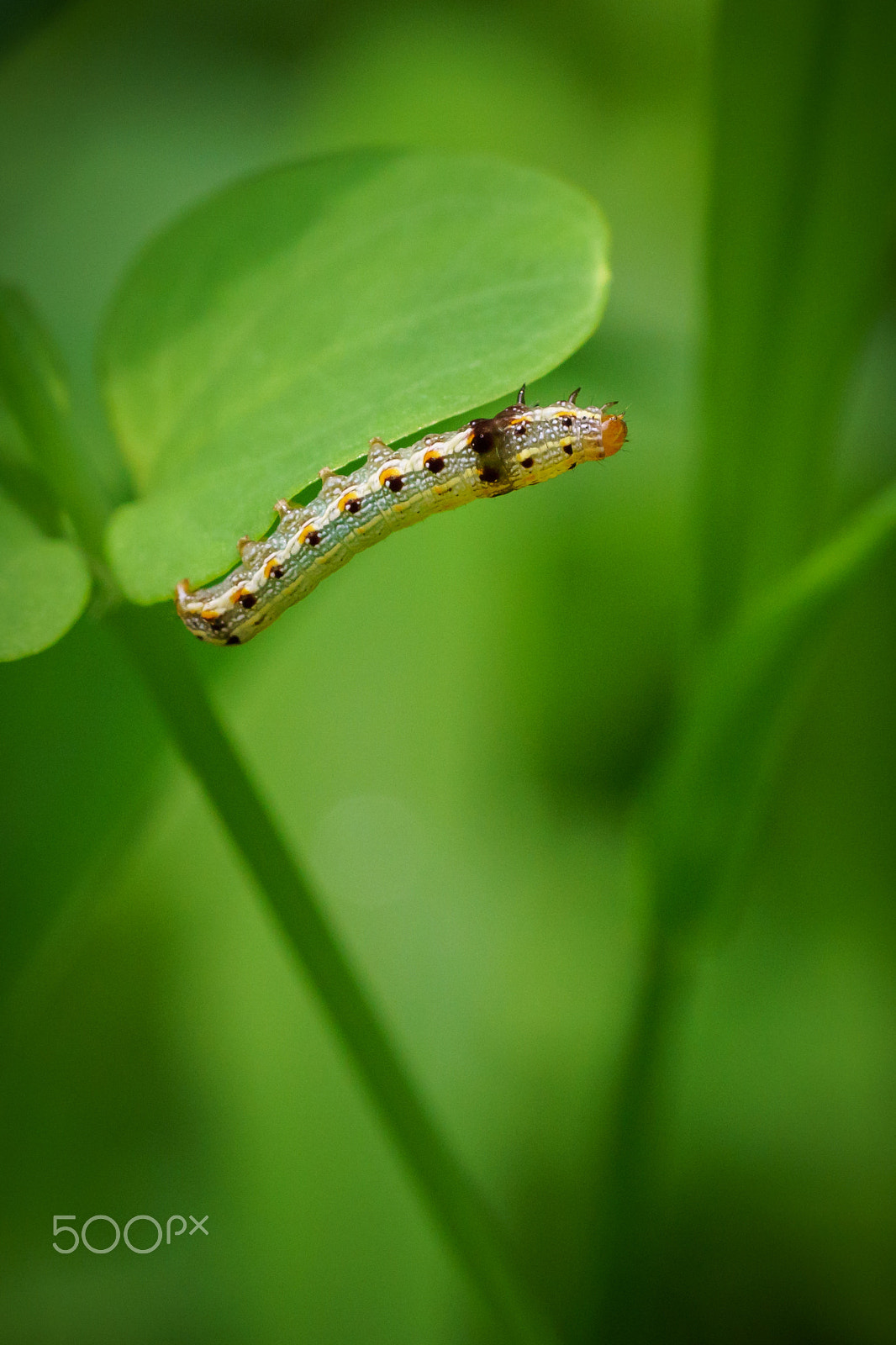 Sony a6300 + Sony FE 90mm F2.8 Macro G OSS sample photo