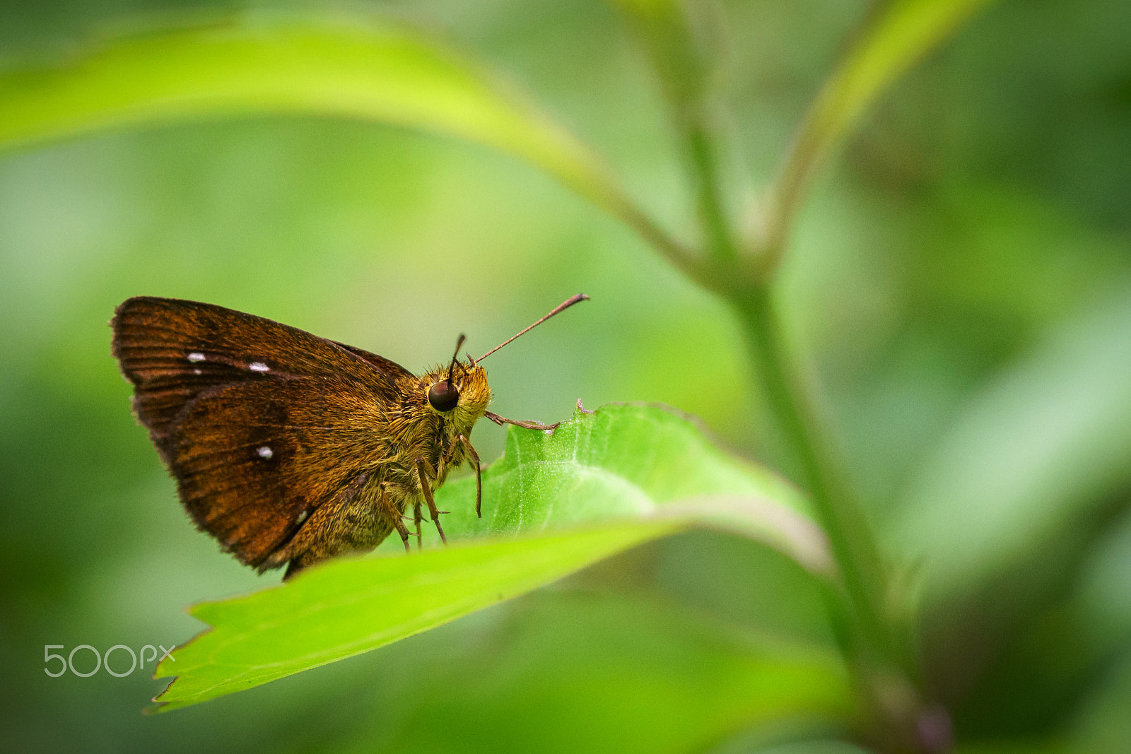 Sony a6300 + Sony FE 90mm F2.8 Macro G OSS sample photo