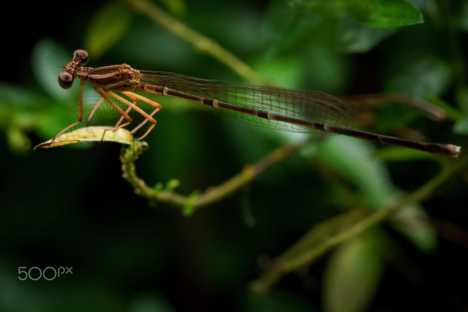 Sony FE 90mm F2.8 Macro G OSS sample photo