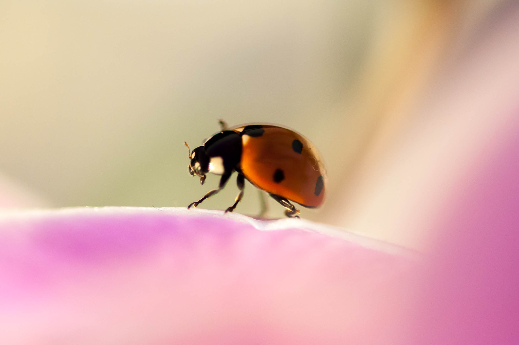 Nikon AF Micro-Nikkor 60mm F2.8D sample photo. Macro.jpg photography