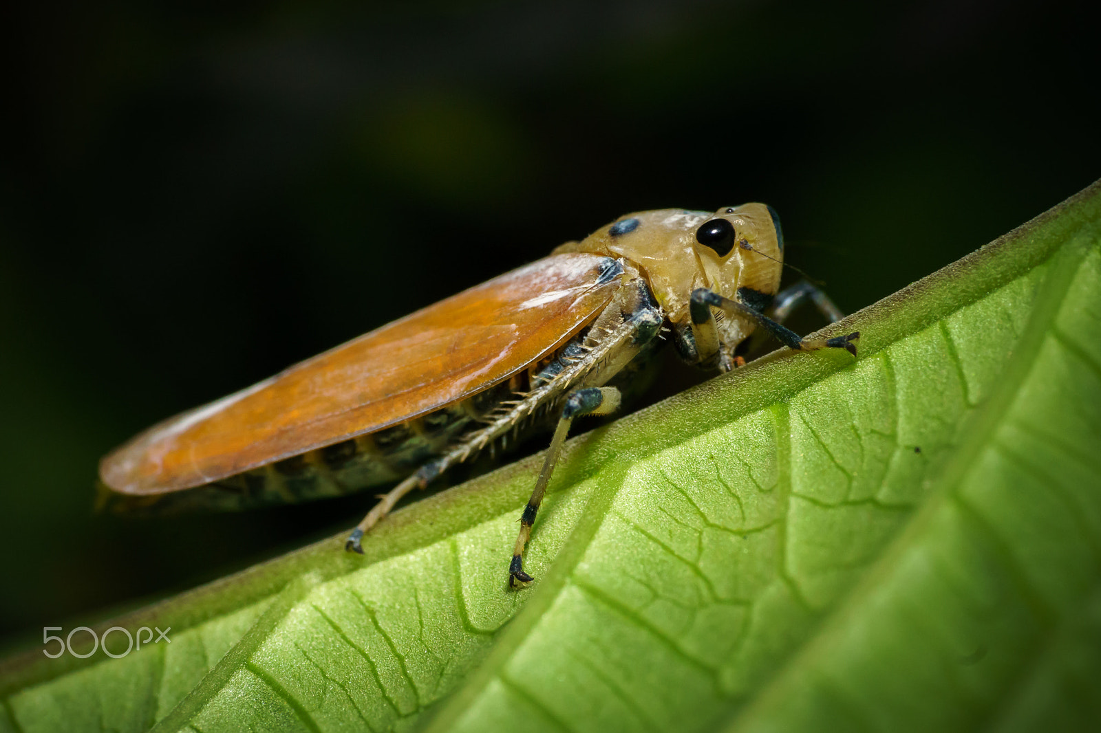 Sony a6300 + Sony FE 90mm F2.8 Macro G OSS sample photo