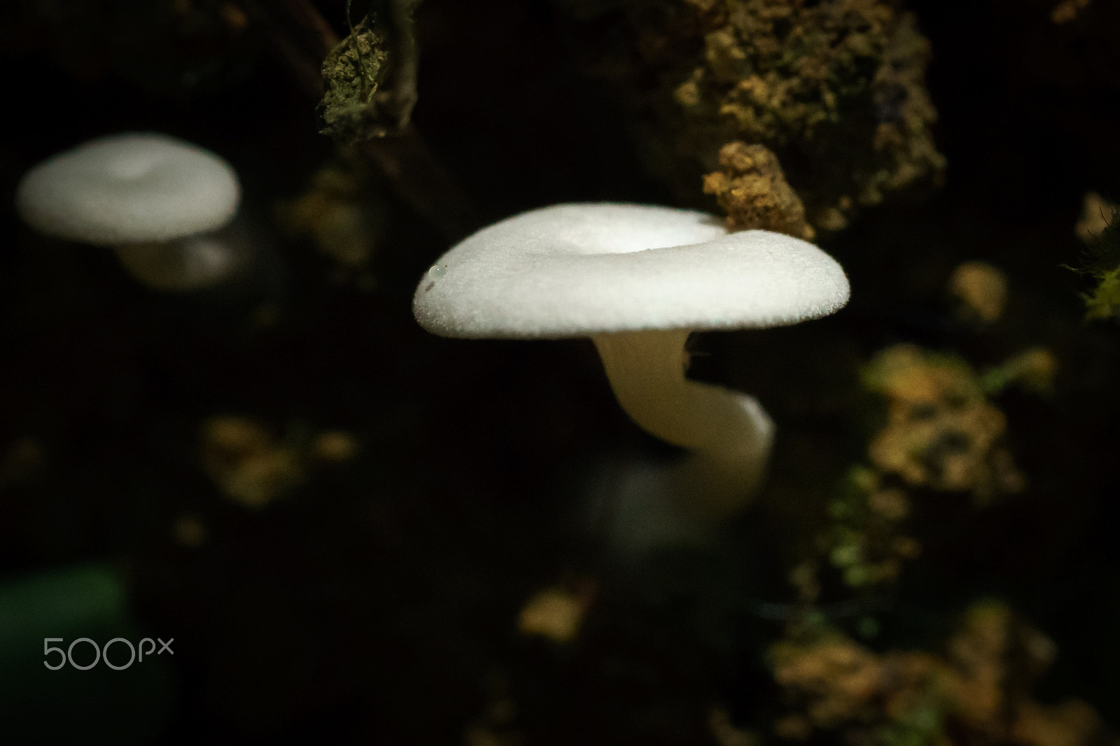 Sony a6300 + Sony FE 90mm F2.8 Macro G OSS sample photo