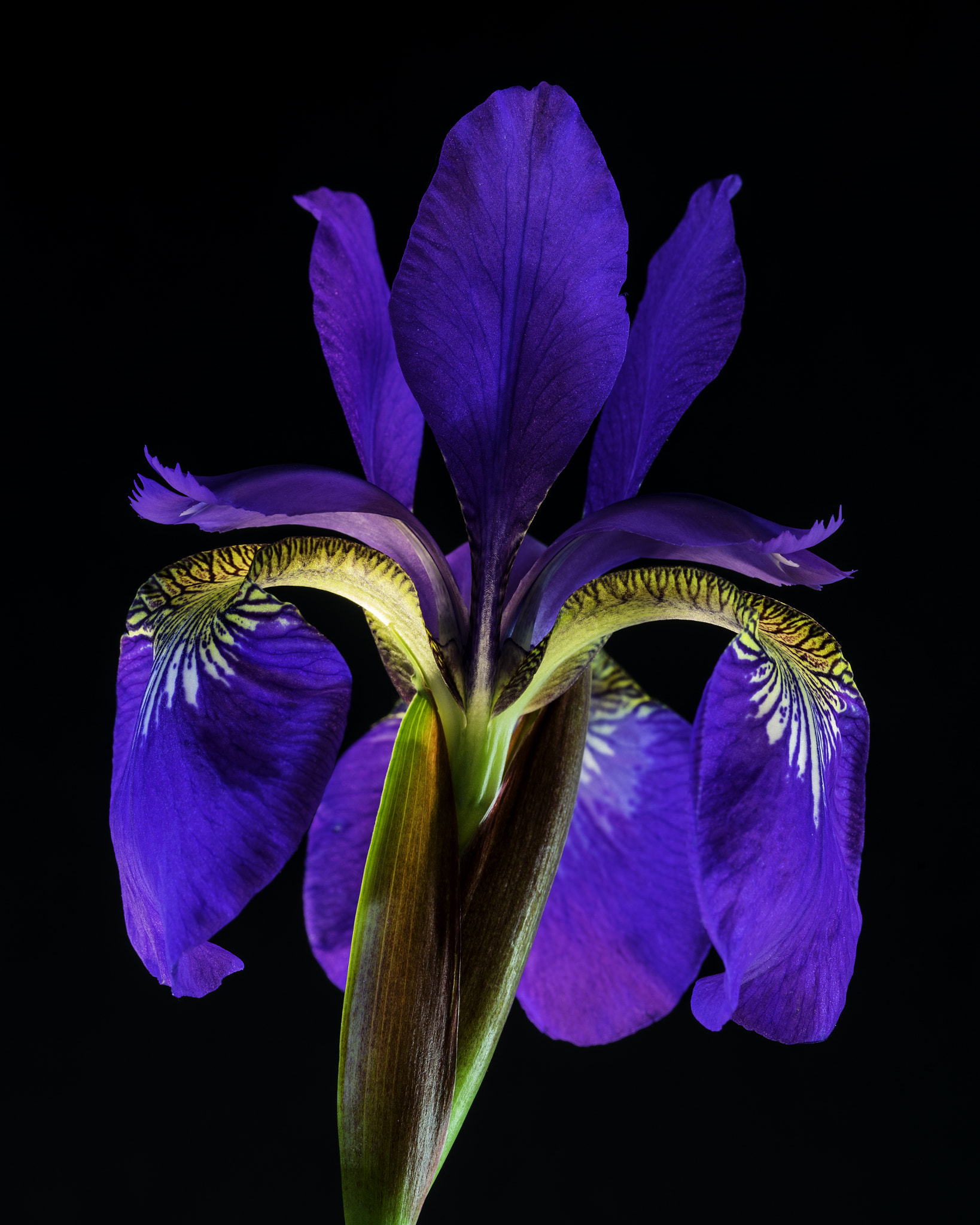 Sony a7 + Canon EF 100mm F2.8L Macro IS USM sample photo. Blue iris. photography