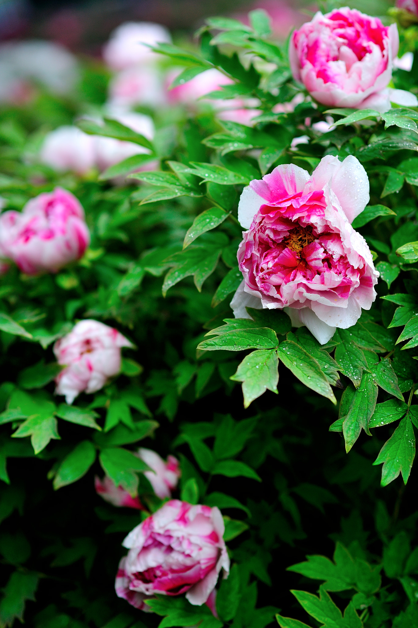 Nikon D3S + Nikon AF-S Nikkor 85mm F1.4G sample photo