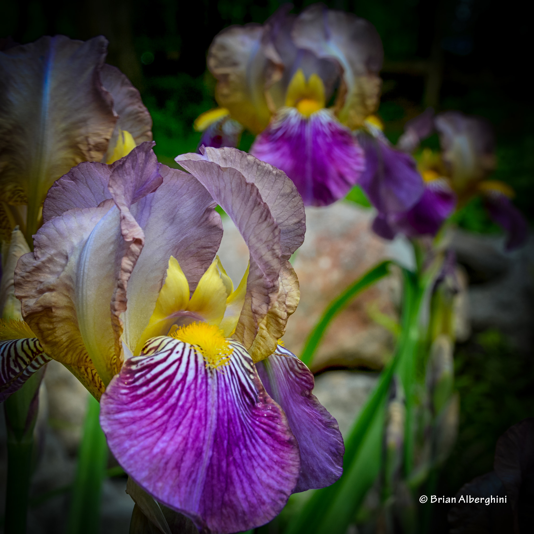 Nikon D7100 + Sigma 24-105mm F4 DG OS HSM Art sample photo. Iris photography