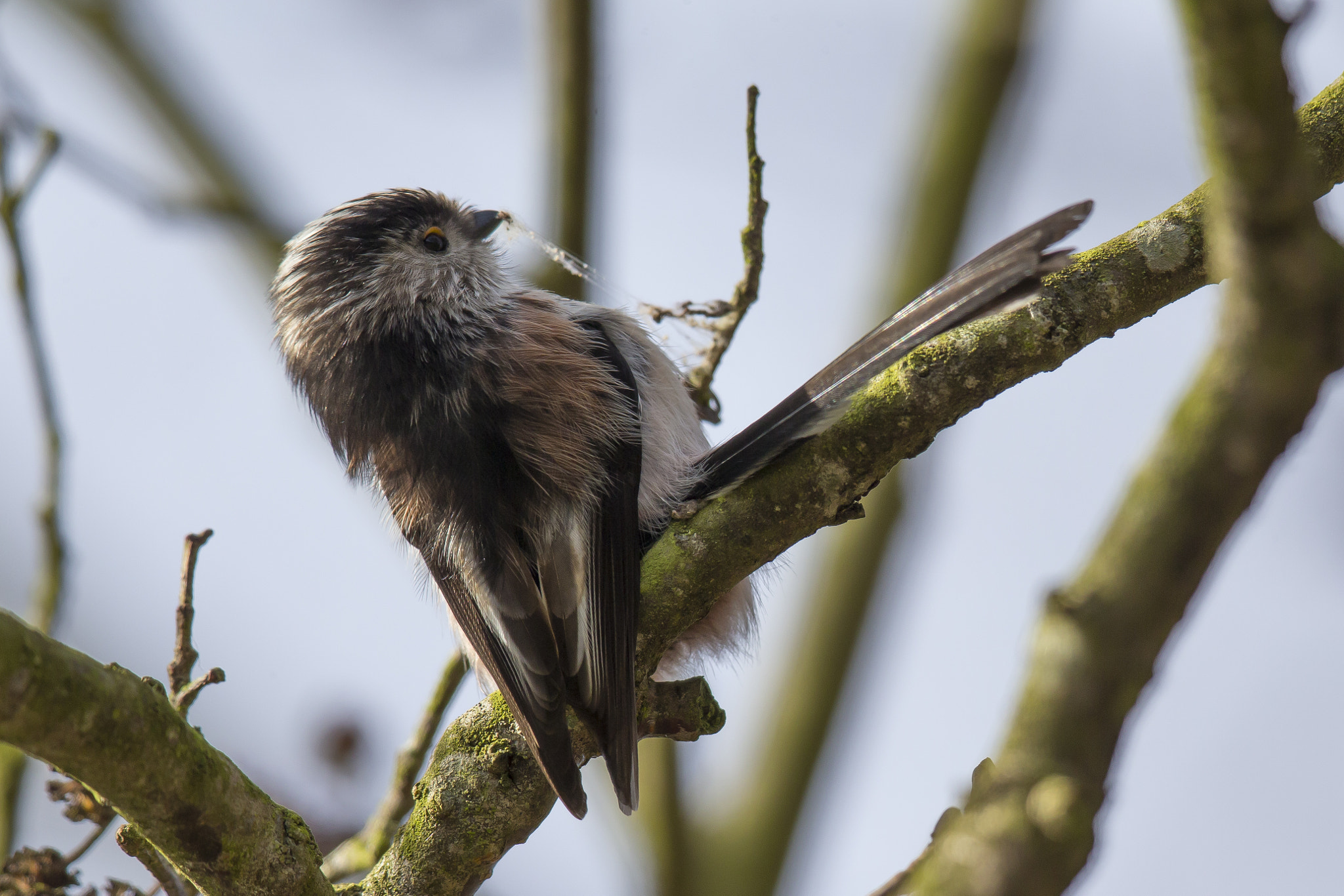 Canon EF 500mm F4L IS II USM sample photo. Long-tail tit photography