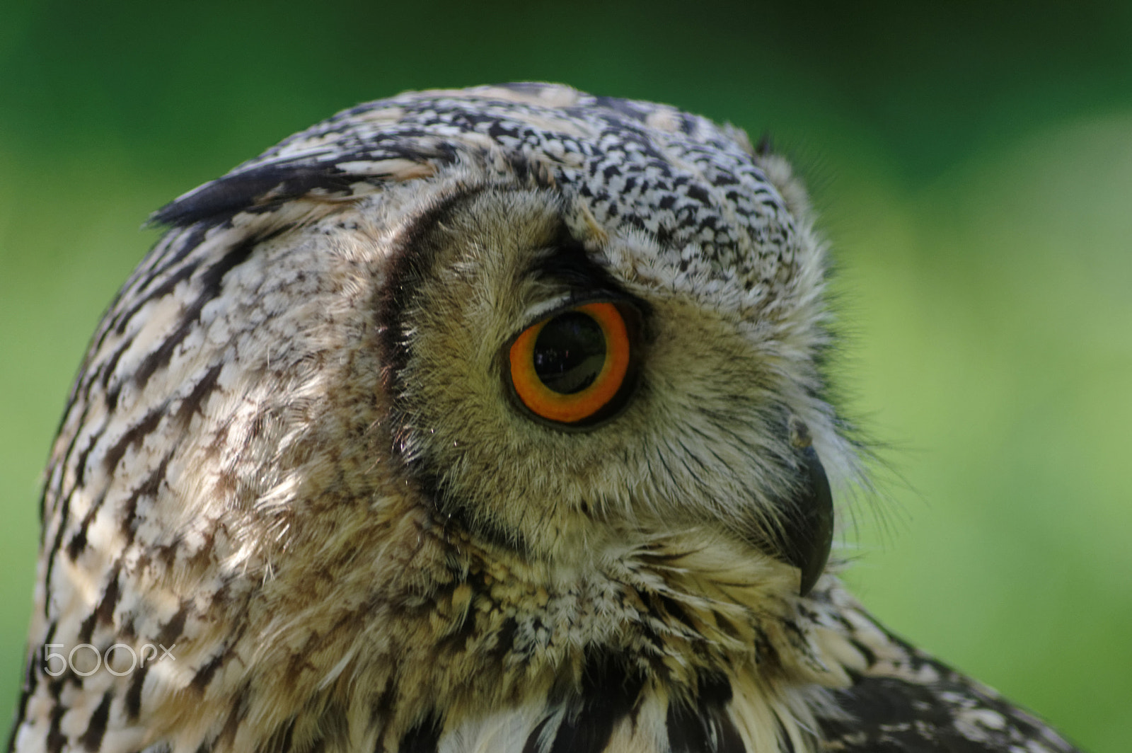 Tamron AF 70-300mm F4-5.6 Di LD Macro sample photo. Indian eagle-owl photography