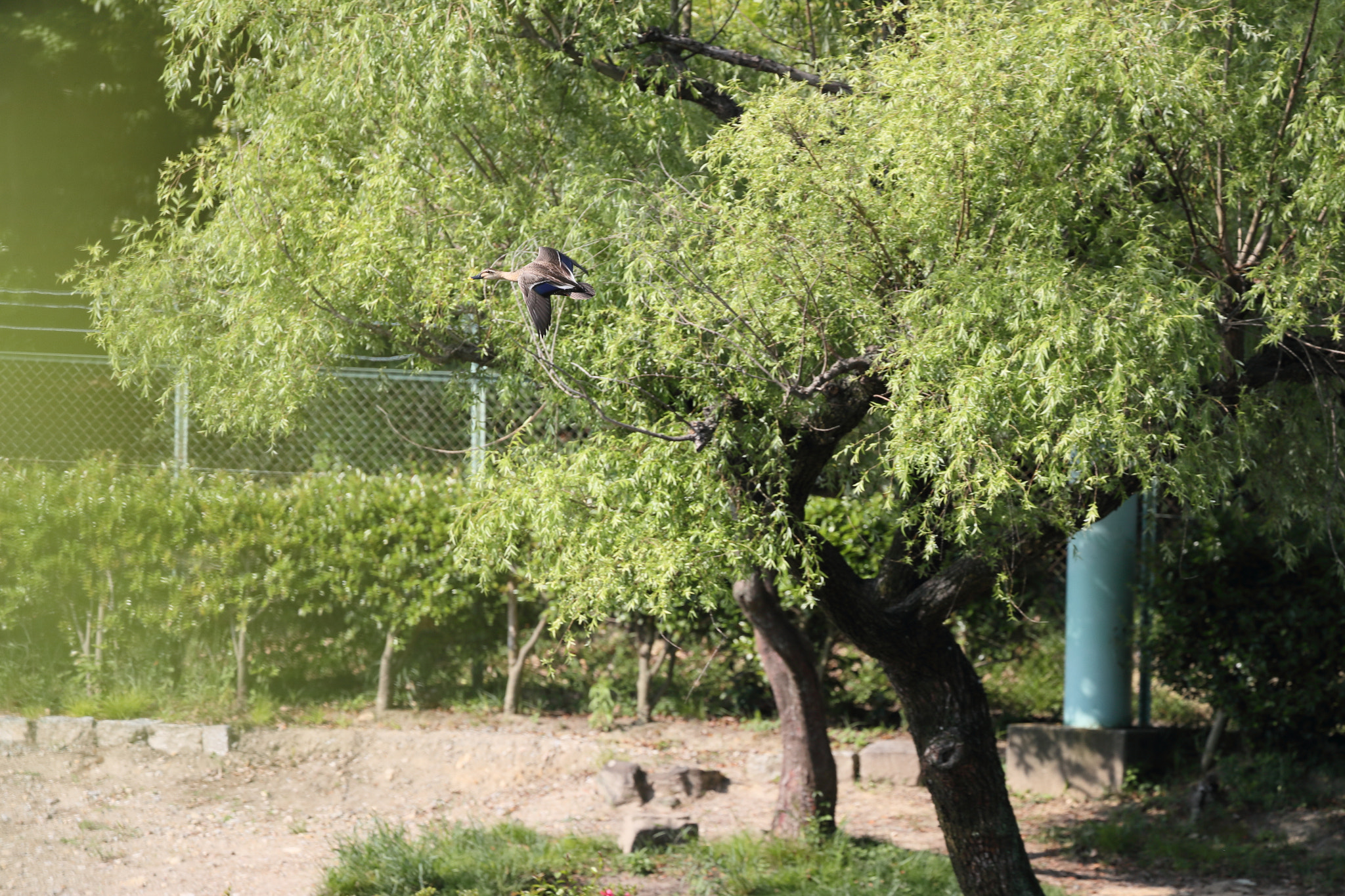 Canon EOS-1D X Mark II + Canon EF 100-400mm F4.5-5.6L IS II USM sample photo. A flying duck photography