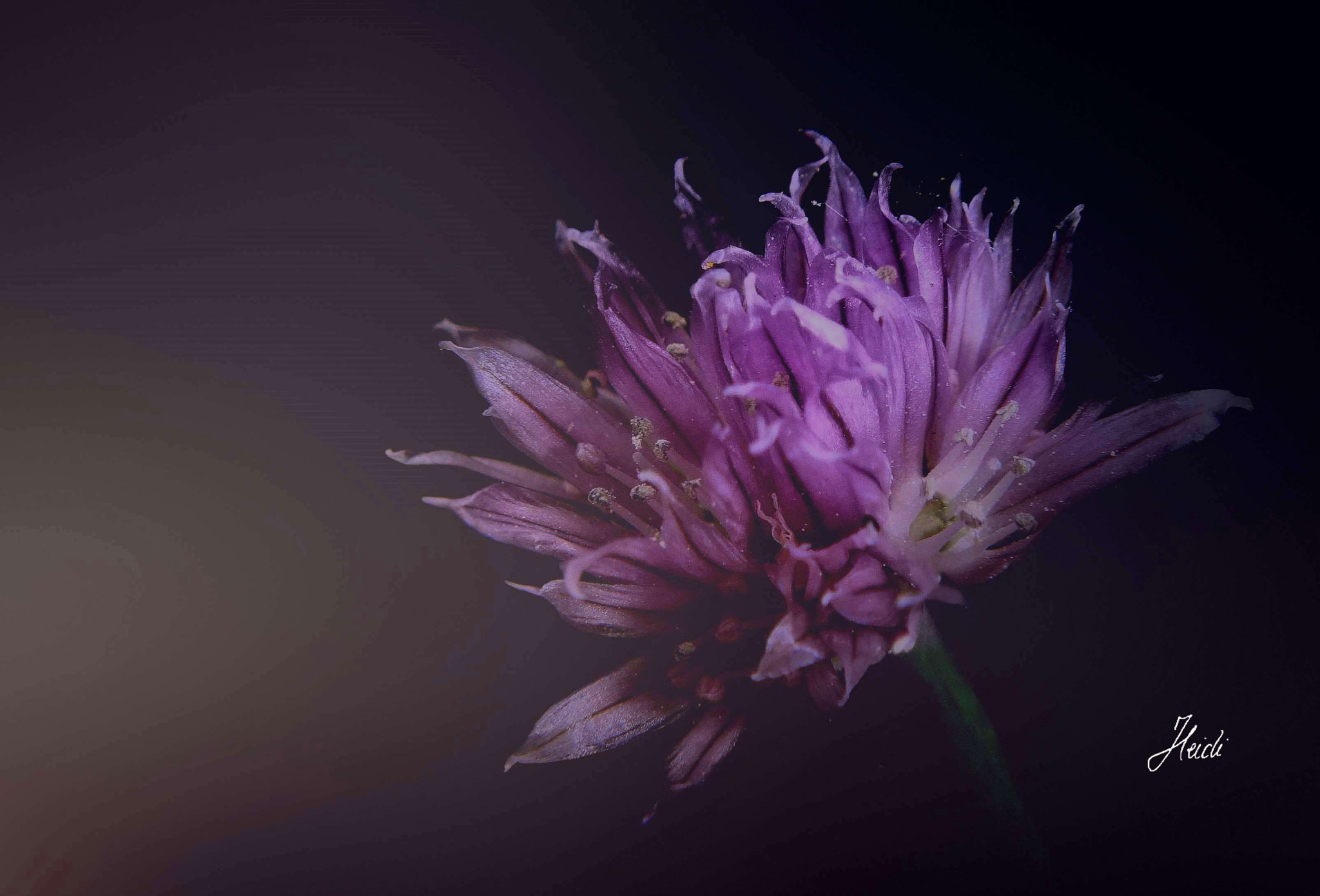 Sony DSC-T77 sample photo. Blossom of a chive photography