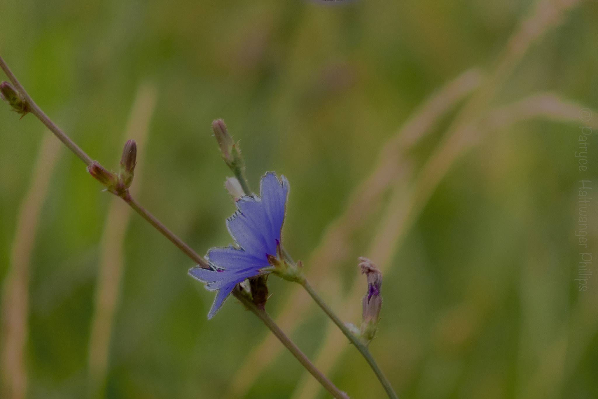Canon EF 75-300mm f/4-5.6 USM sample photo. A single cornflower photography