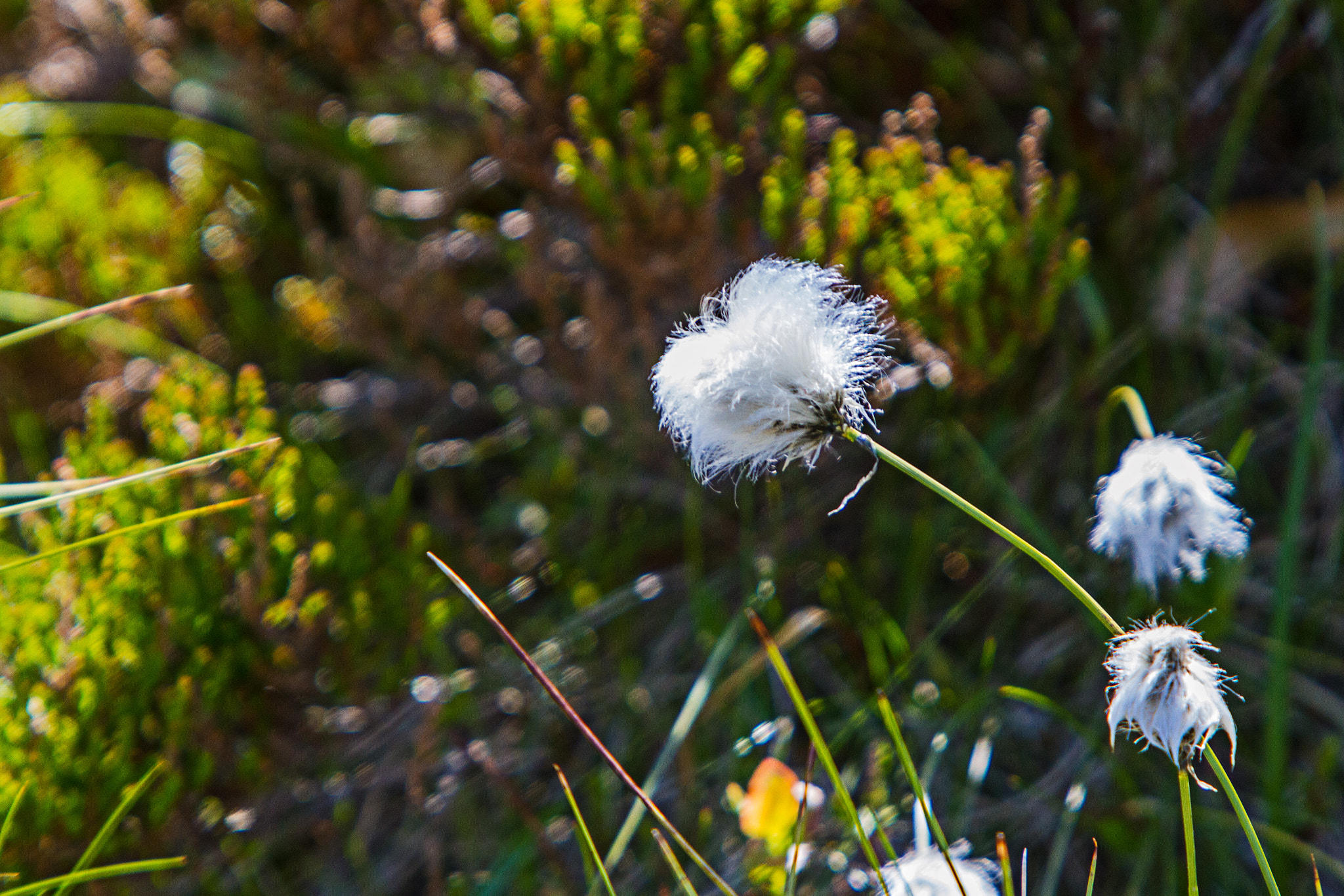 Canon EF 70-200mm F2.8L IS USM sample photo. Wollgras photography