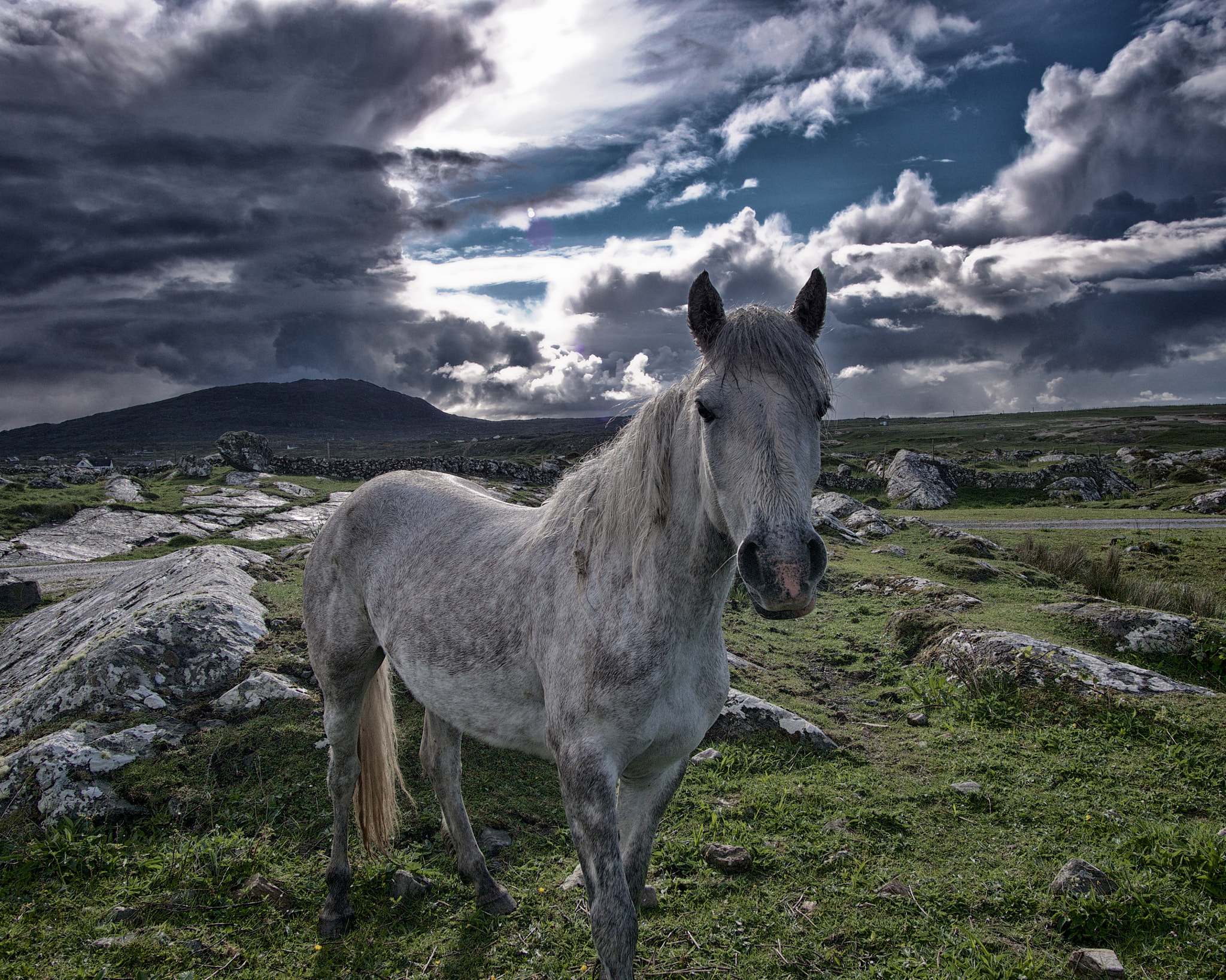 Olympus OM-D E-M5 + Panasonic Lumix G Vario 7-14mm F4 ASPH sample photo. Connemara pony at dawn as the clouds roll in photography
