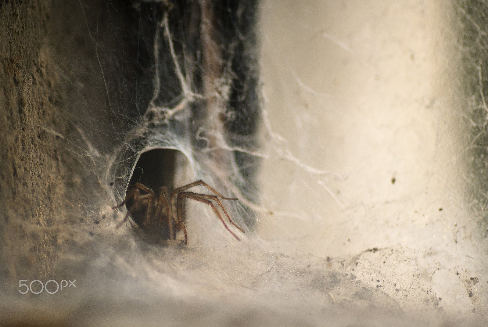 Tamron SP AF 90mm F2.8 Di Macro sample photo. Lurking in shadows photography