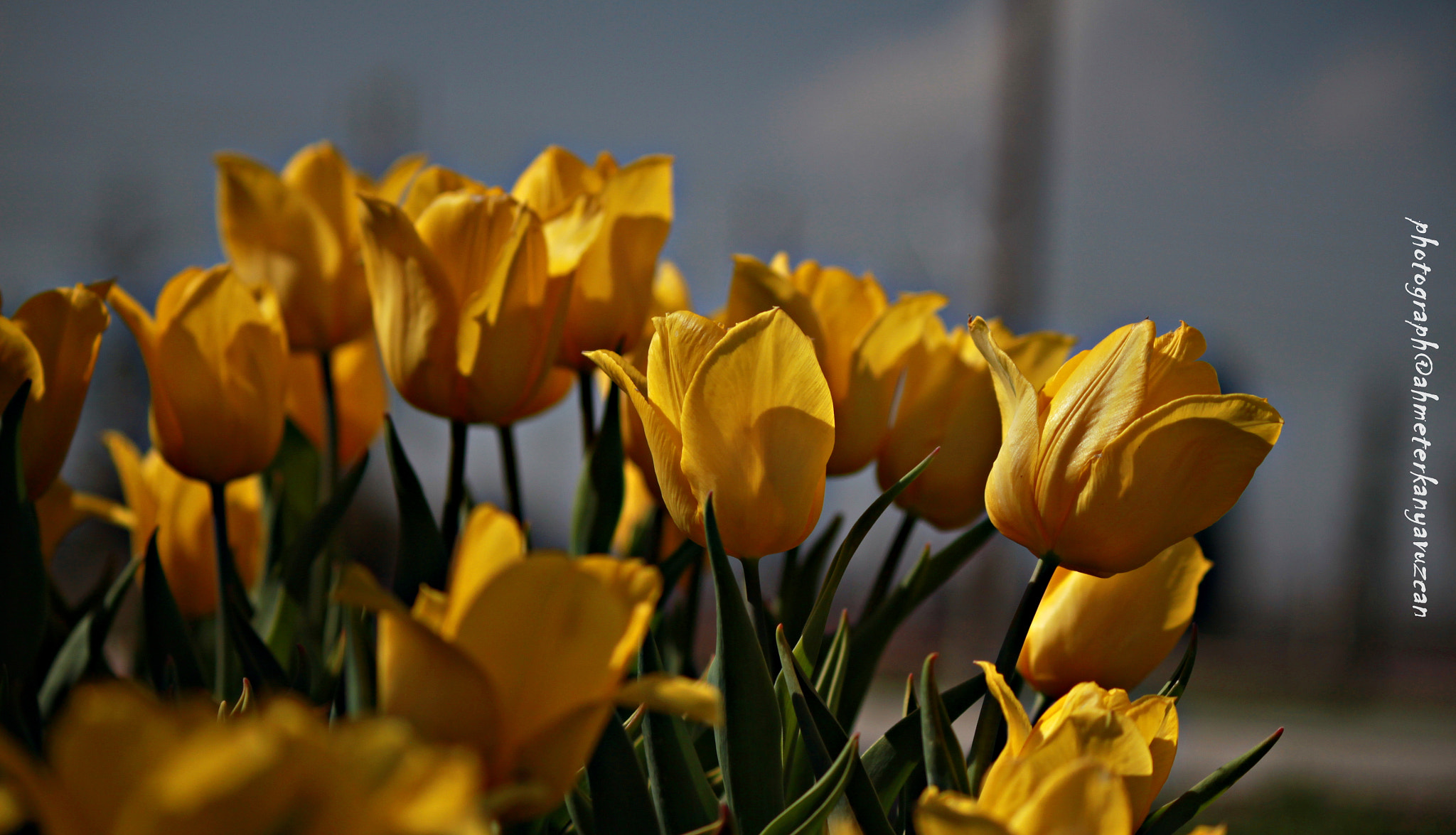Canon EOS 500D (EOS Rebel T1i / EOS Kiss X3) sample photo. Tulip photography