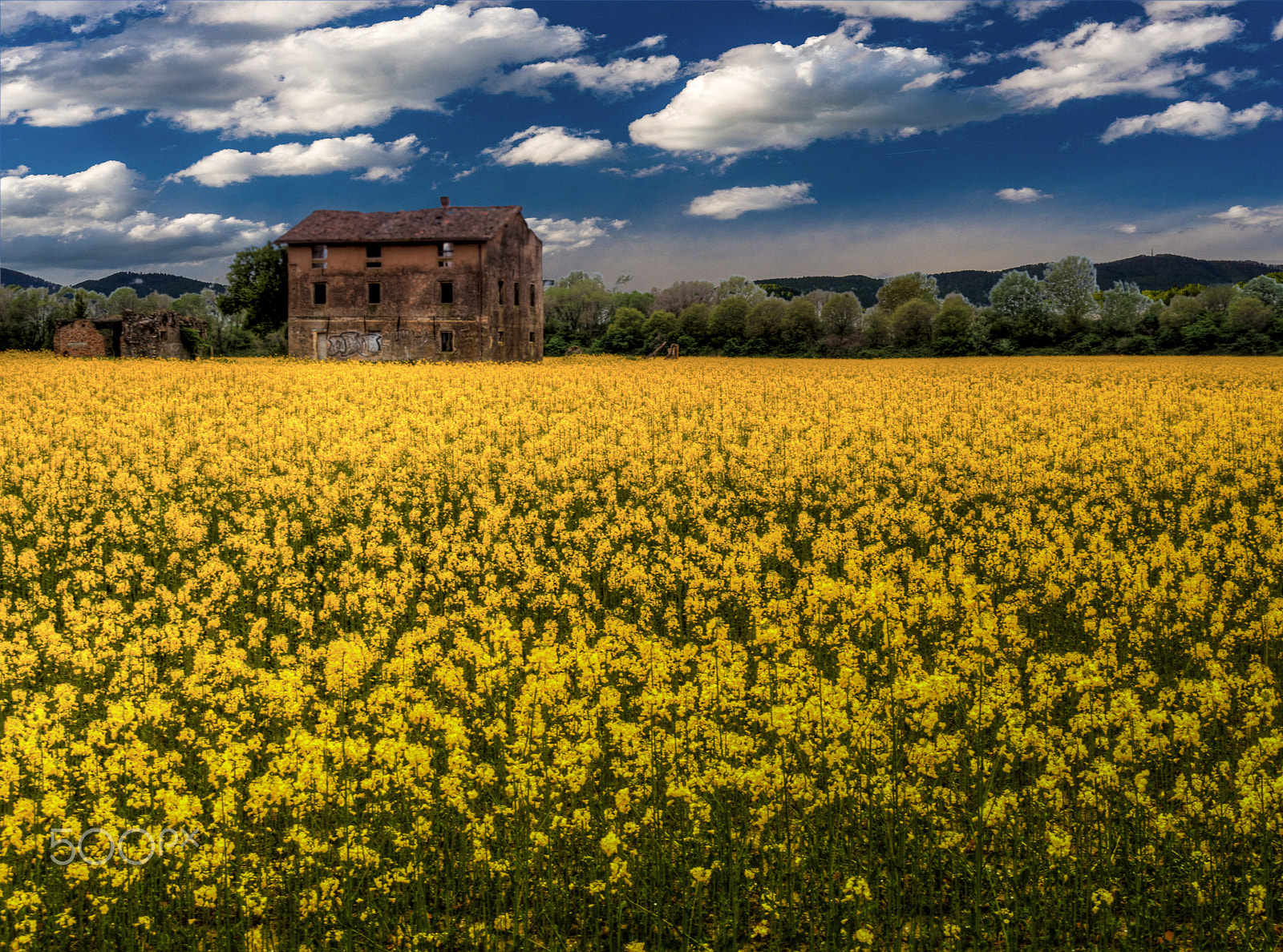 Olympus OM-D E-M10 sample photo. Rape field photography