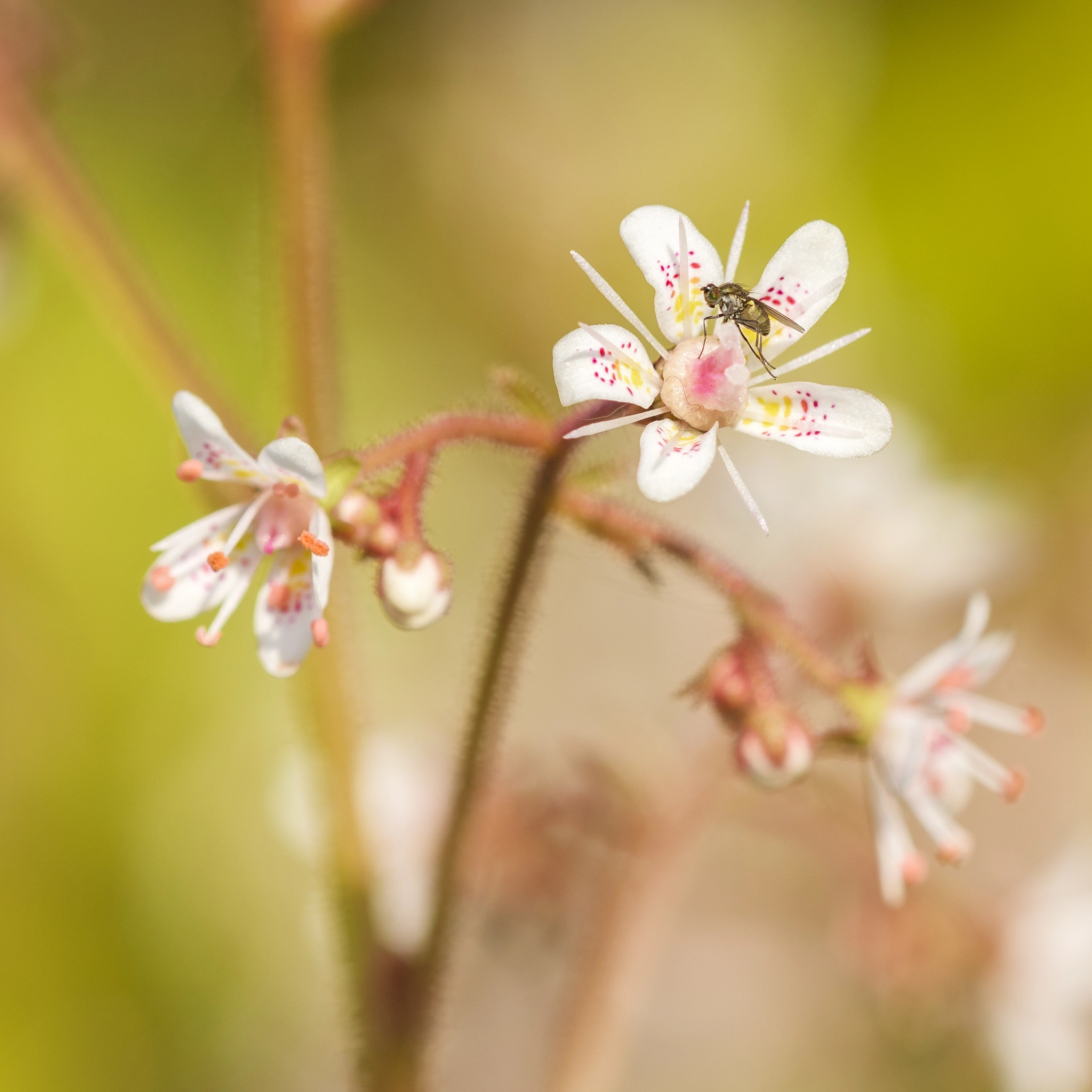 Nikon D810 + Nikon AF Micro-Nikkor 200mm F4D ED-IF sample photo. London pride photography