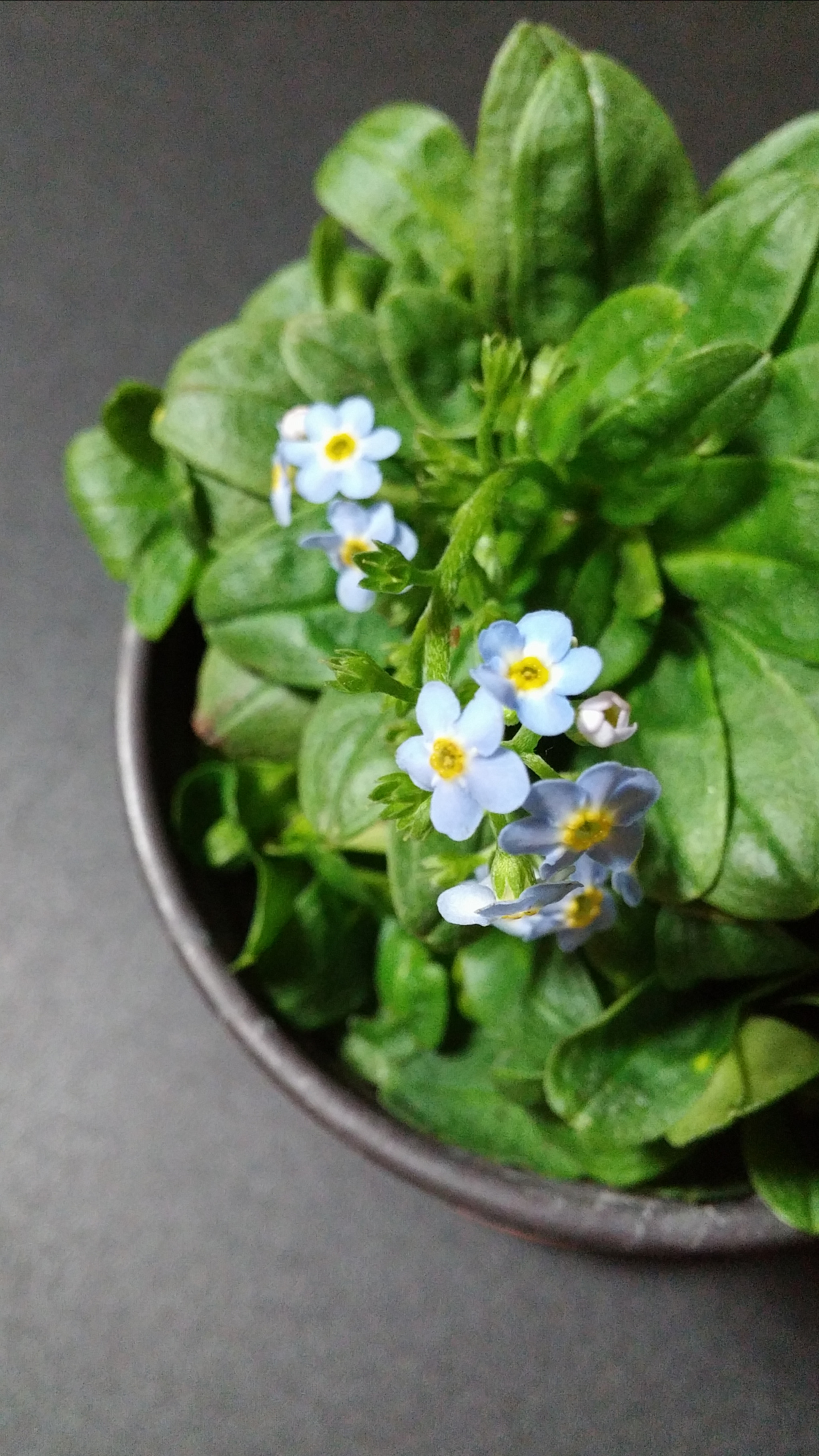 LG G3 CAT.6 sample photo. Myosotis 2 (flower language ; true love) photography