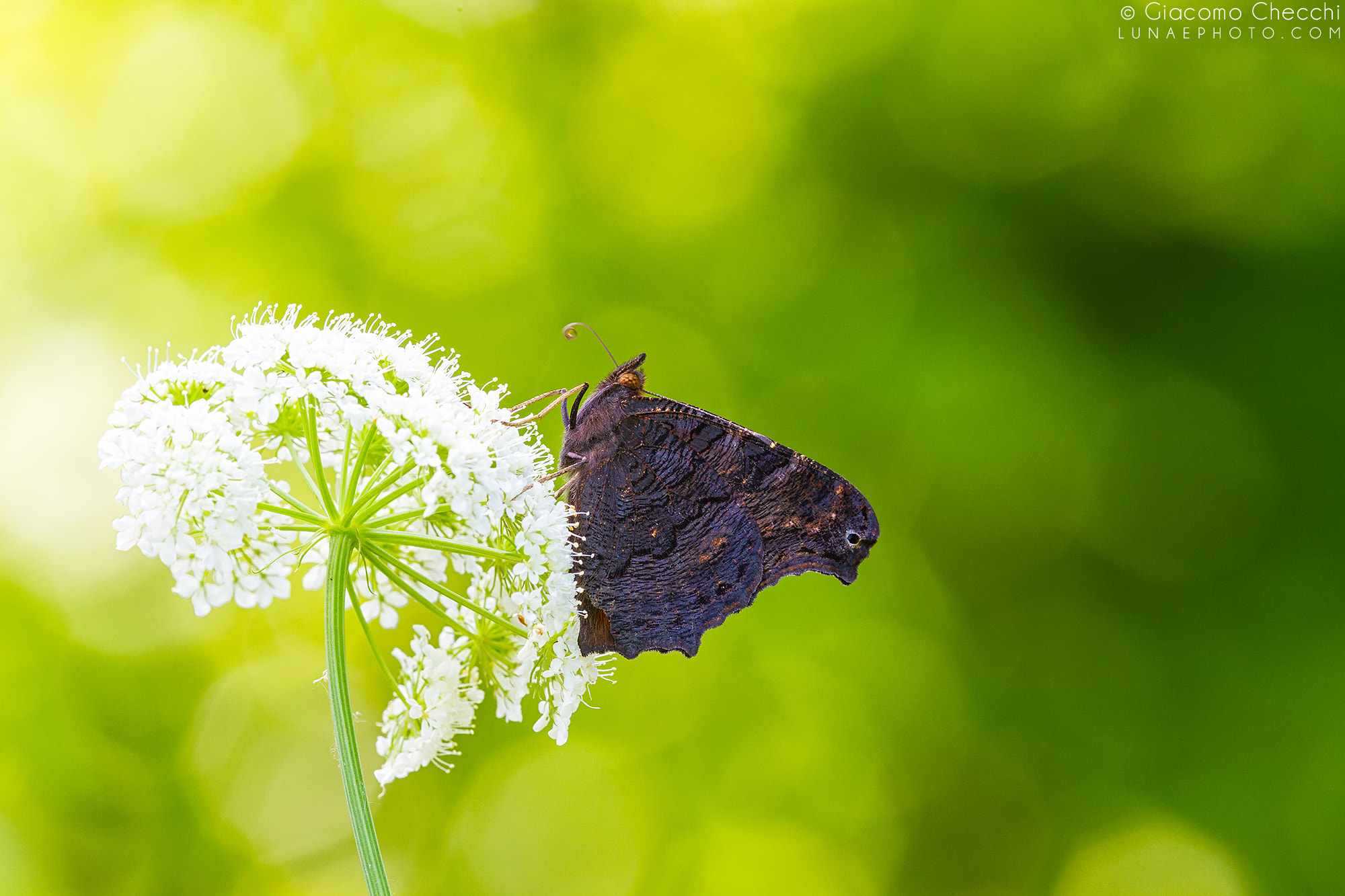 Canon EF 180mm F3.5L Macro USM sample photo. Vanessa io photography