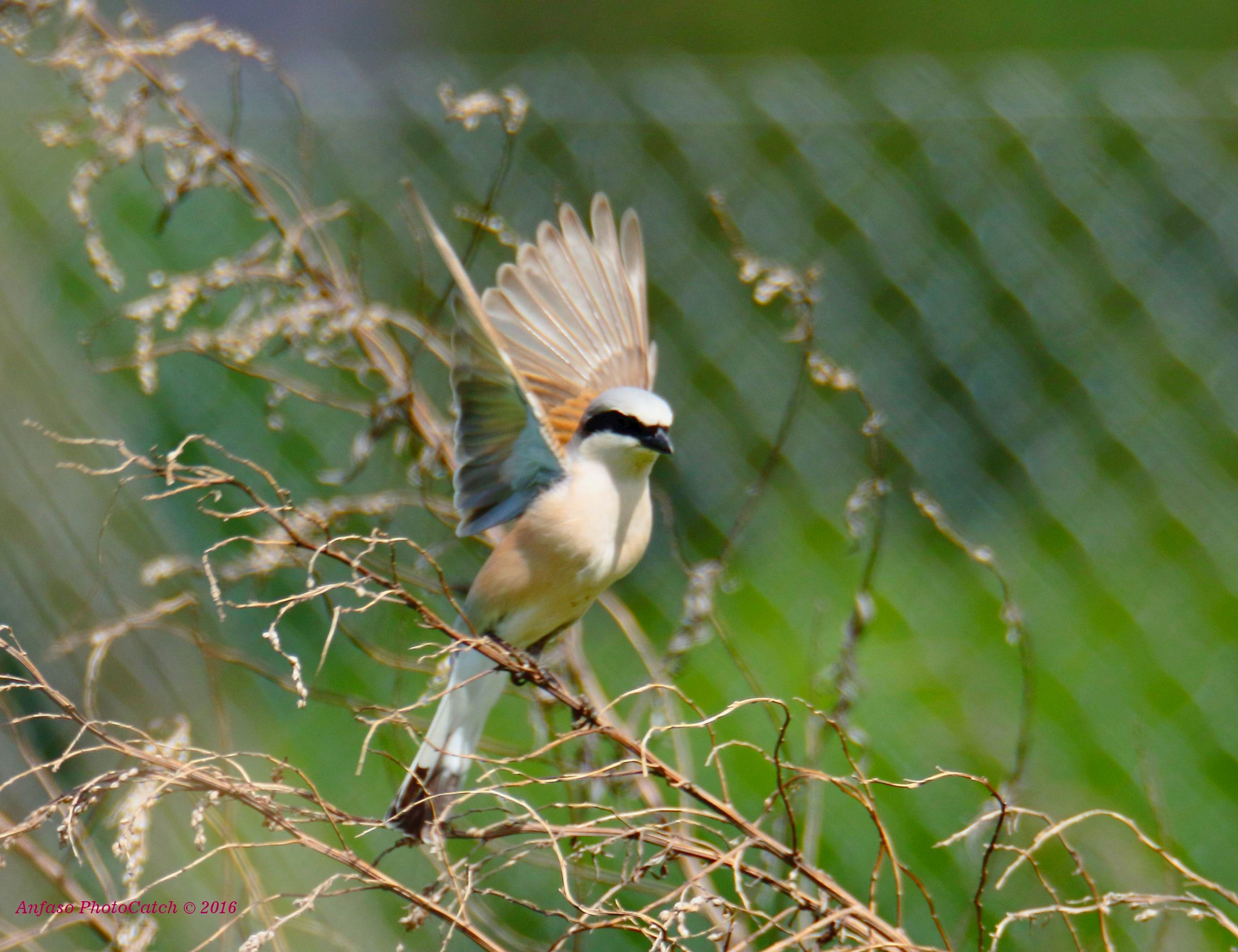 Sigma 150-600mm F5-6.3 DG OS HSM | S sample photo. Averla piccola - lanius collurio photography
