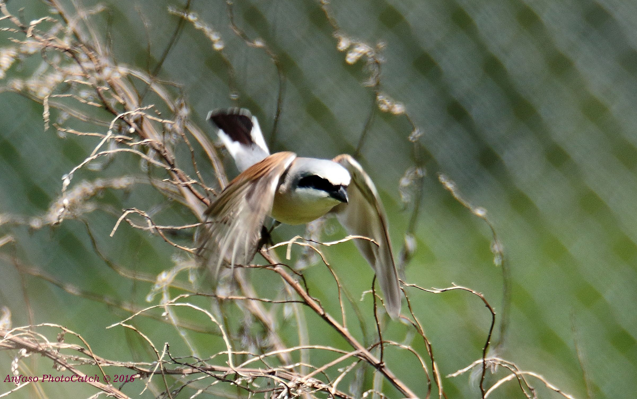 Sigma 150-600mm F5-6.3 DG OS HSM | S sample photo. Averla piccola - lanius collurio photography