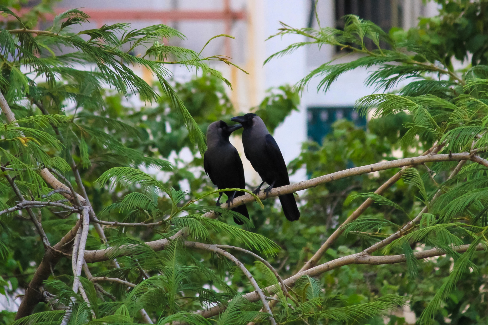 Canon EF-S 55-250mm F4-5.6 IS II sample photo. Love crows !!! love is common for all ... i love p ... photography