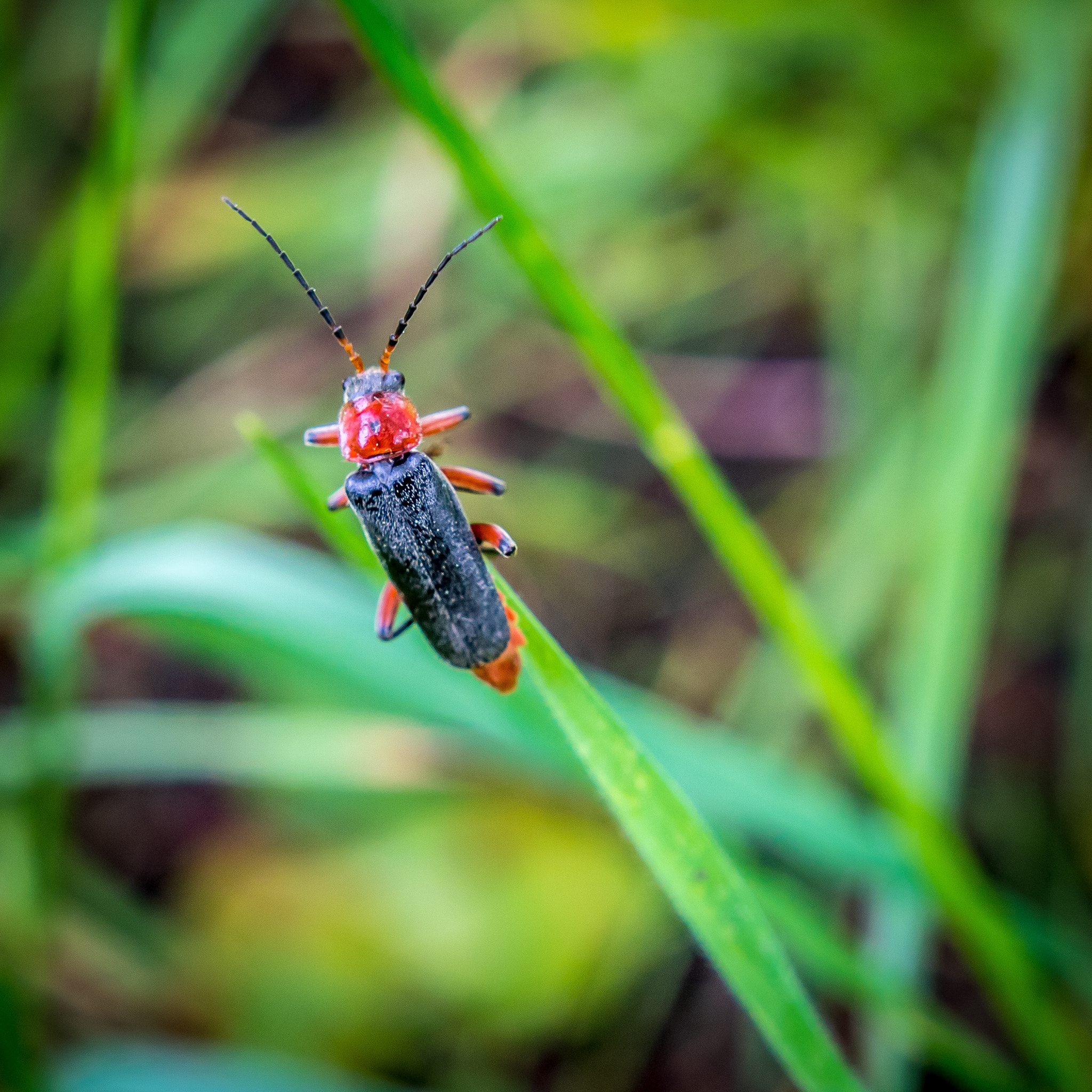 Sigma 18-35mm f/1.8 DC HSM sample photo. Bug photography
