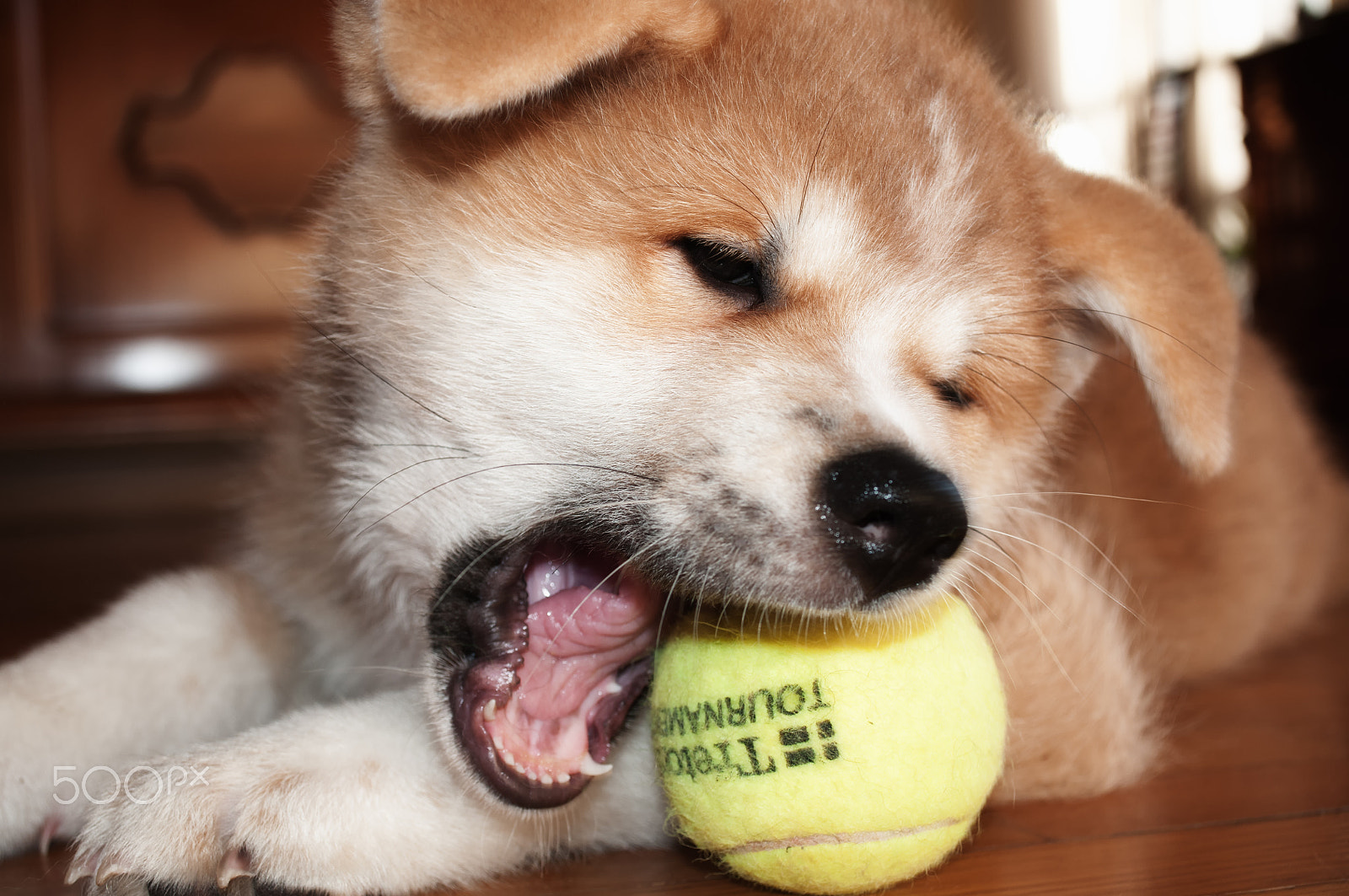 Nikon D300S sample photo. Raksha & tennis photography