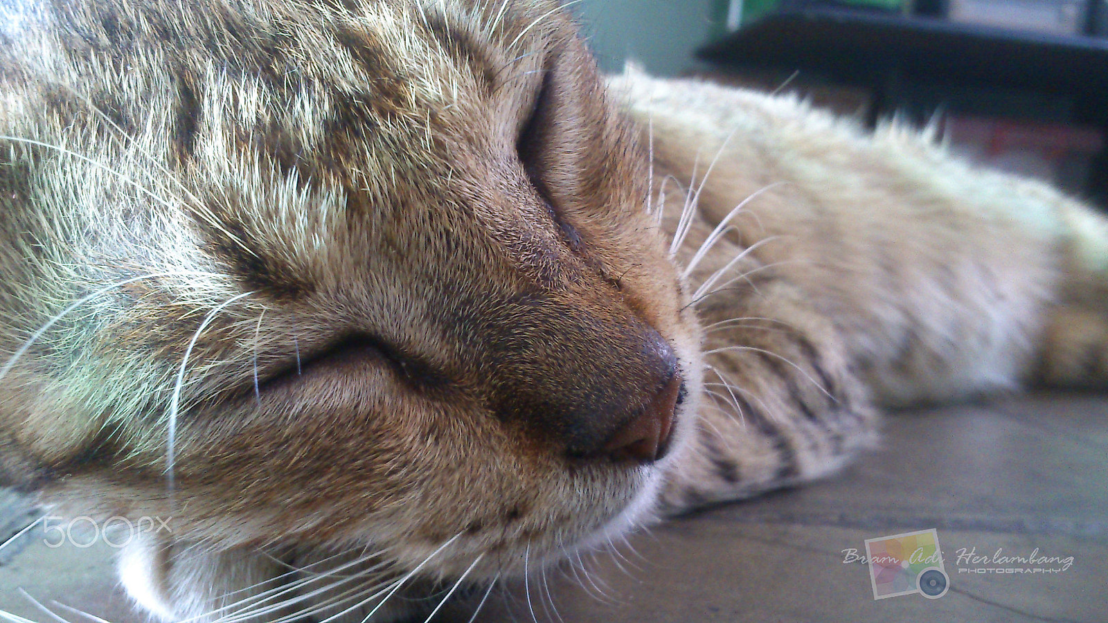 Sony Ericsson Xperia mini sample photo. Cat was sleeping photography
