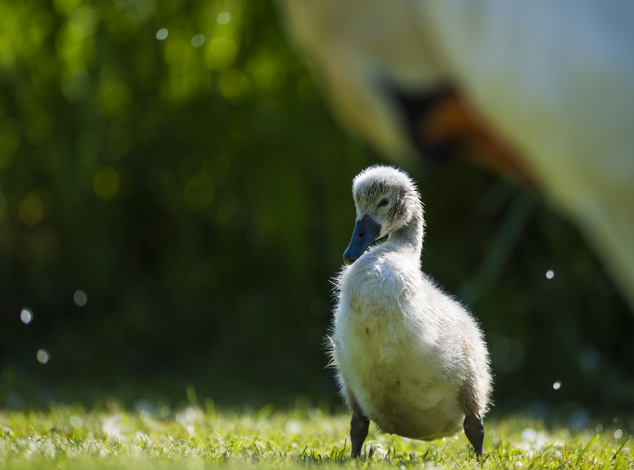 Nikon D610 + Nikon AF-S Nikkor 300mm F2.8G ED-IF VR sample photo. Family outing photography