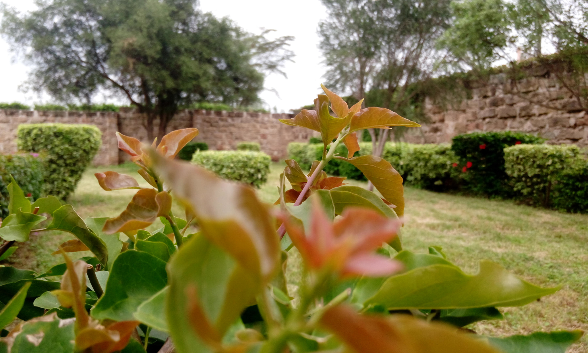 HTC DESIRE 820G PLUS DUAL SIM sample photo. Leaves of home.  photography