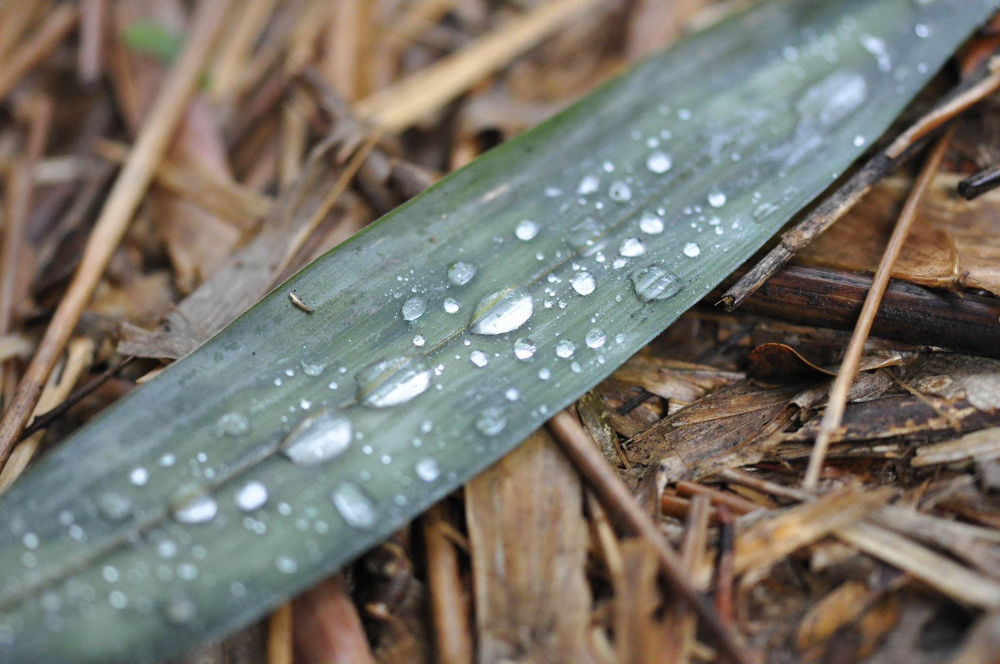 Sigma 105mm F2.8 EX DG OS HSM sample photo. Water drops photography