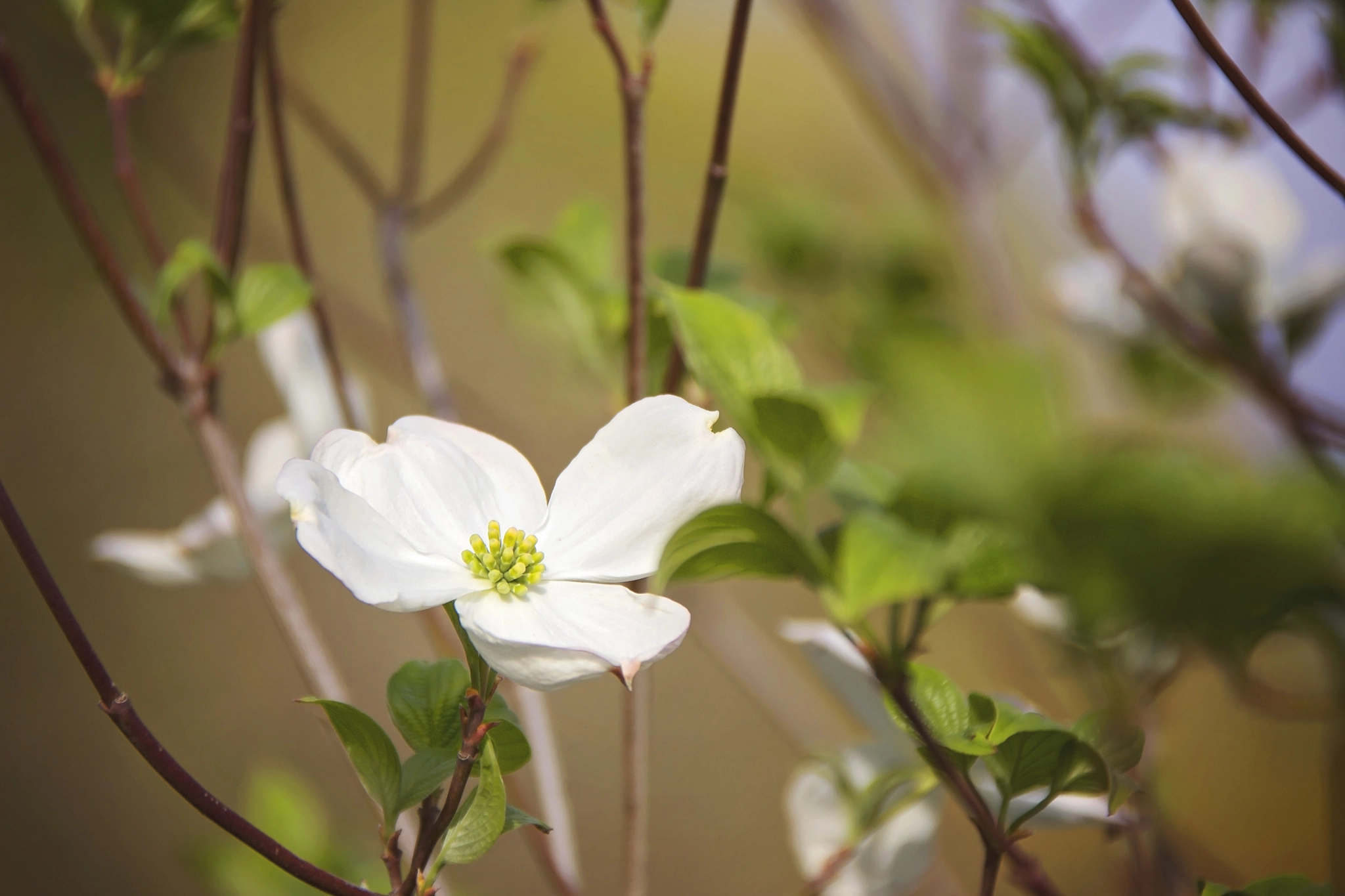 Nikon D3100 sample photo. Dogwood photography