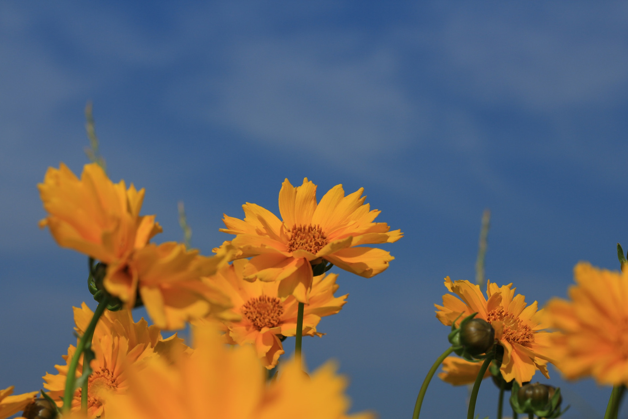 Canon EOS M + Canon EF 50mm F1.8 STM sample photo. Wild flowers photography