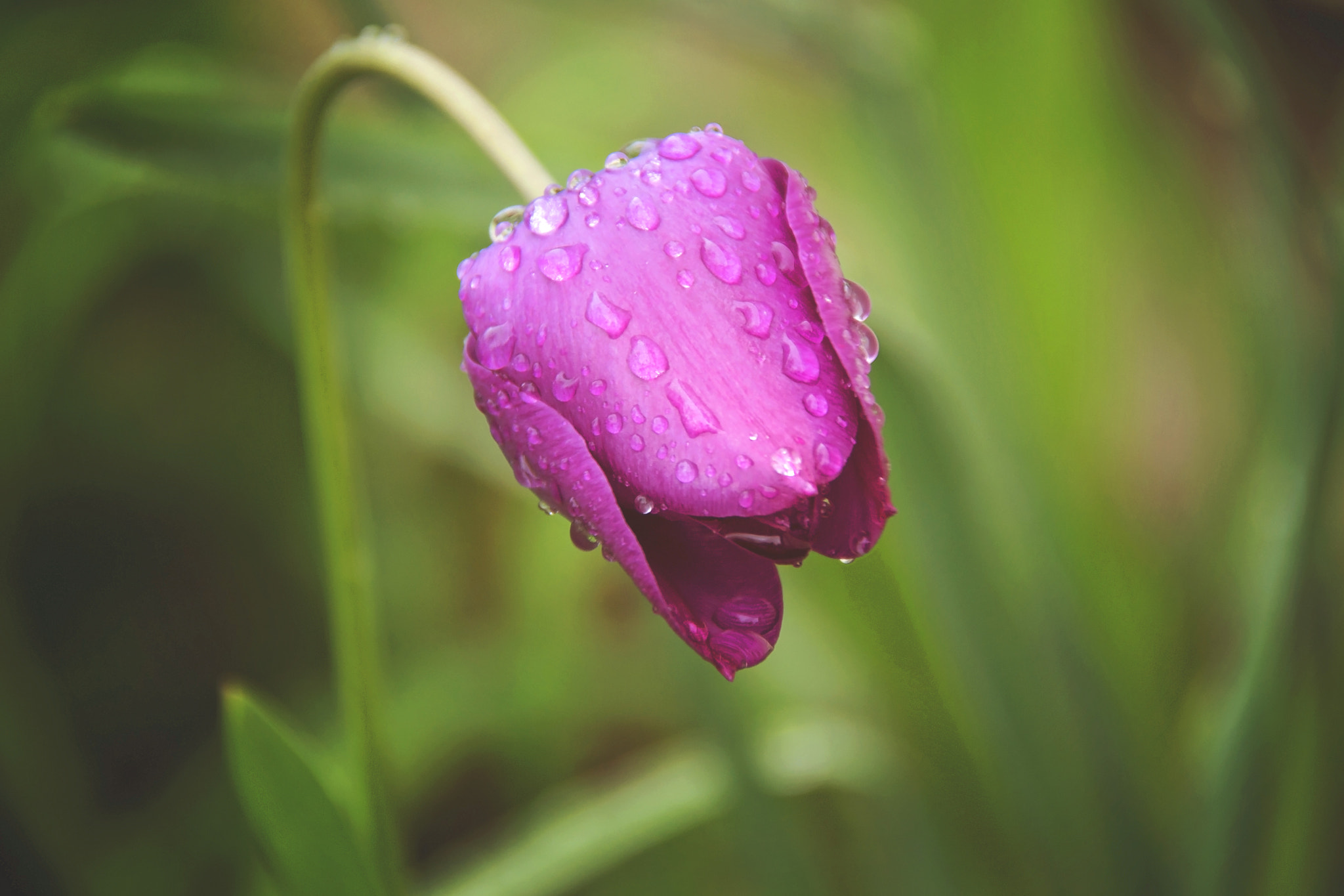 Nikon D3100 sample photo. After the rain photography