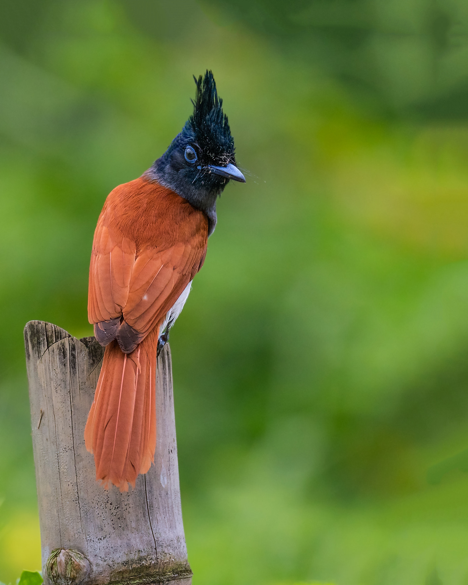 Nikon D500 + Nikon AF-S Nikkor 800mm F5.6E FL ED VR sample photo. Asian paradise flycatcher (indian paradise flycatcher ) সহব বলবল terpsiphone paradisi photography