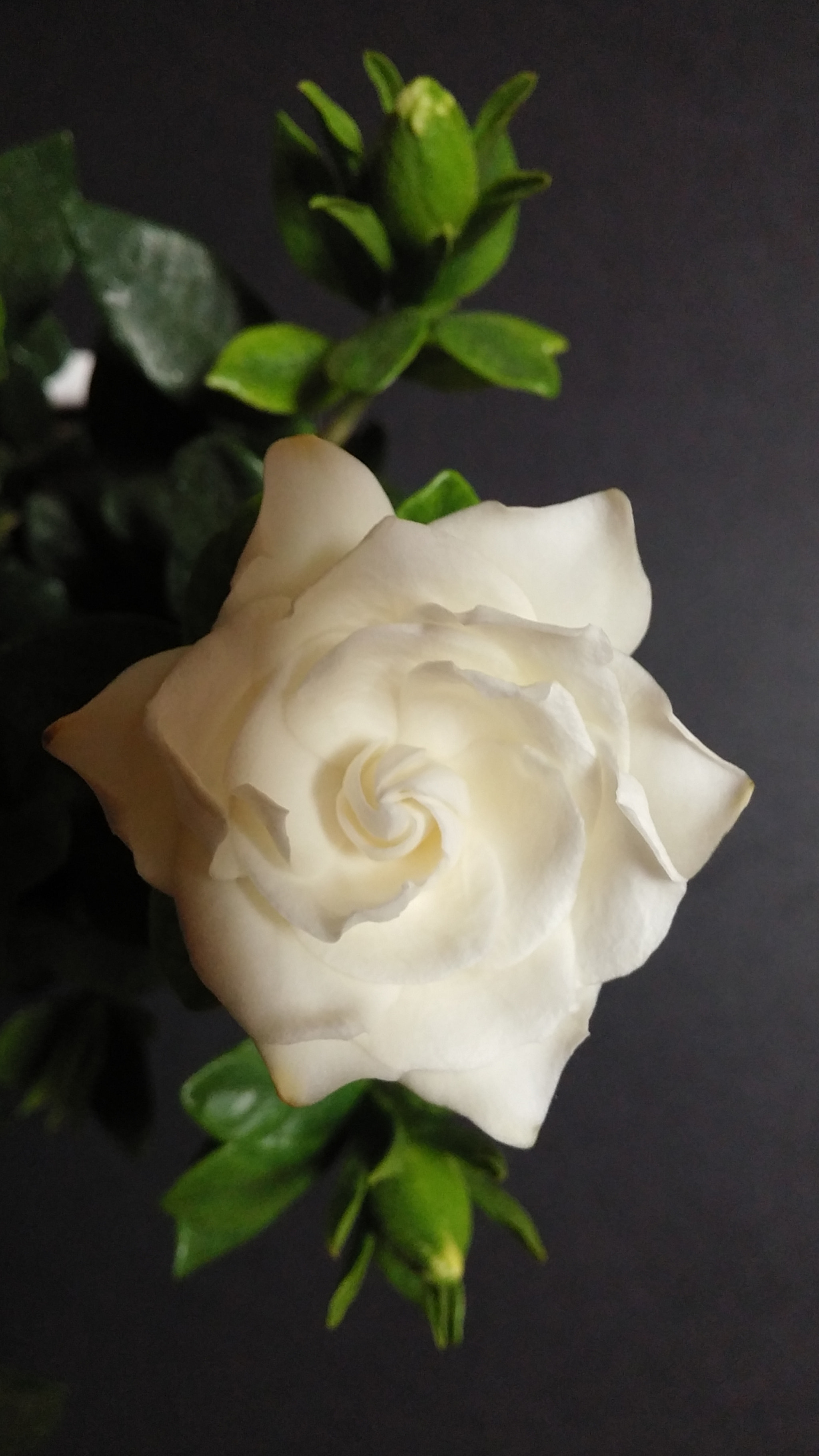 LG G3 CAT.6 sample photo. Cape-jasmine3(flower language;purity, happiness) photography