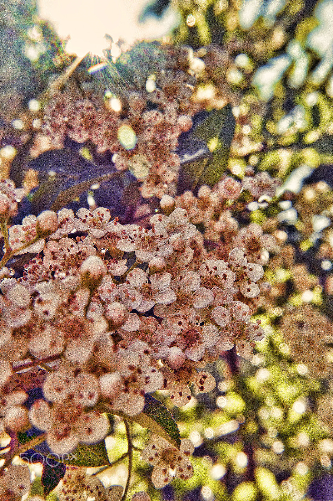 Samsung NX 20-50mm F3.5-5.6 ED sample photo. Summer light photography