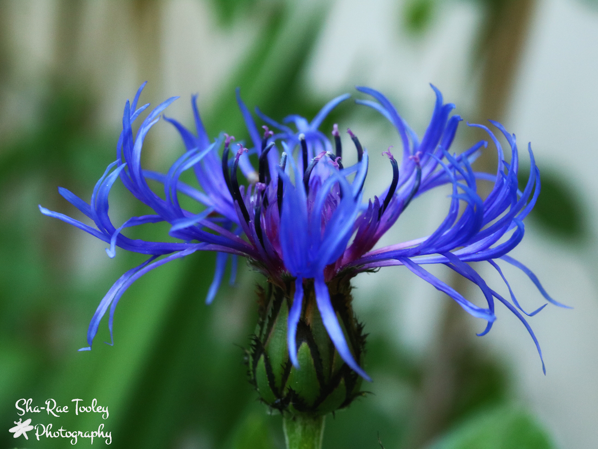 Canon EF-S 60mm F2.8 Macro USM sample photo. Centaurea montana photography