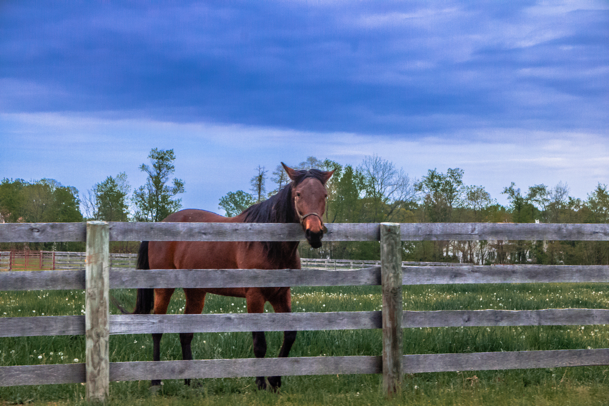 Canon EOS 760D (EOS Rebel T6s / EOS 8000D) sample photo. Inquisitive equine  photography