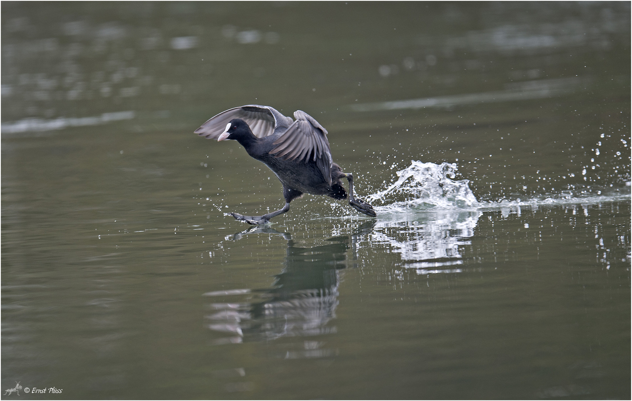 Nikon AF-S Nikkor 600mm F4E FL ED VR sample photo. Finish...! photography