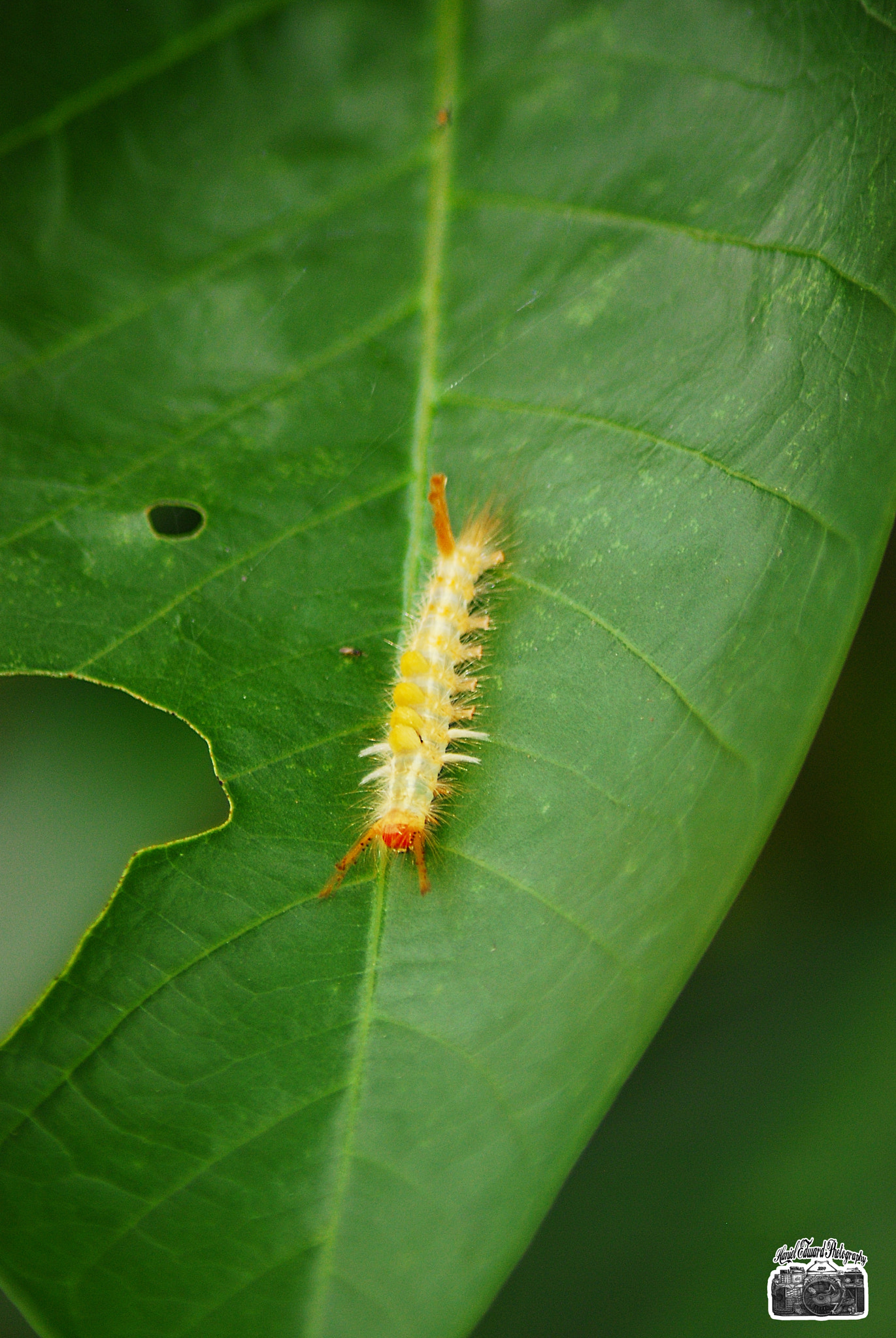Nikon AF Nikkor 70-300mm F4-5.6G sample photo. Caterpillar photography