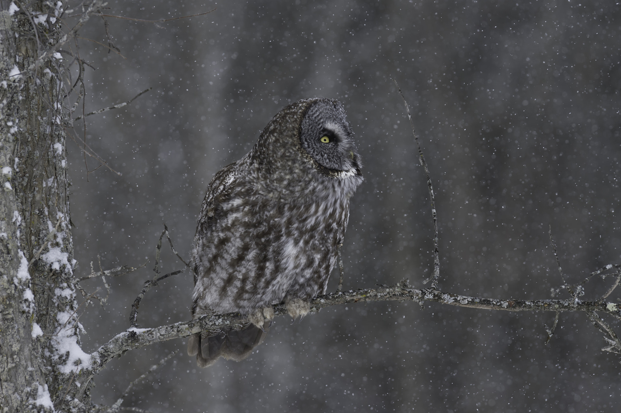 Nikon AF-S Nikkor 400mm F2.8G ED VR II sample photo. It's a bird...it's a plane... photography