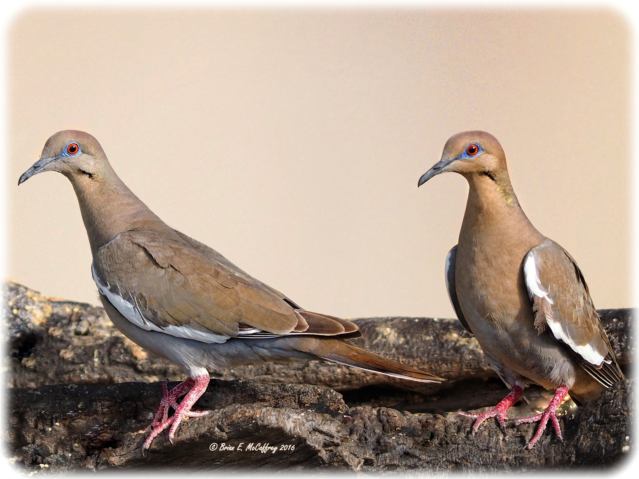 Olympus OM-D E-M1 + OLYMPUS 300mm Lens sample photo. White-winged doves photography