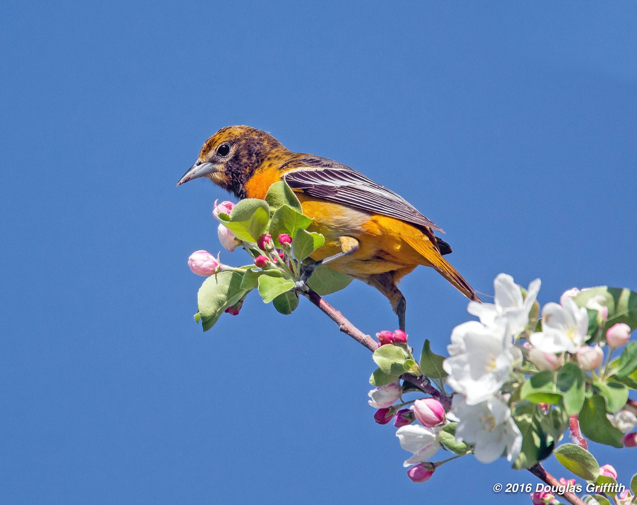 Nikon Nikkor AF-S 300mm F4E PF ED VR sample photo. Female baltimore oriole (icterus galbula ) photography