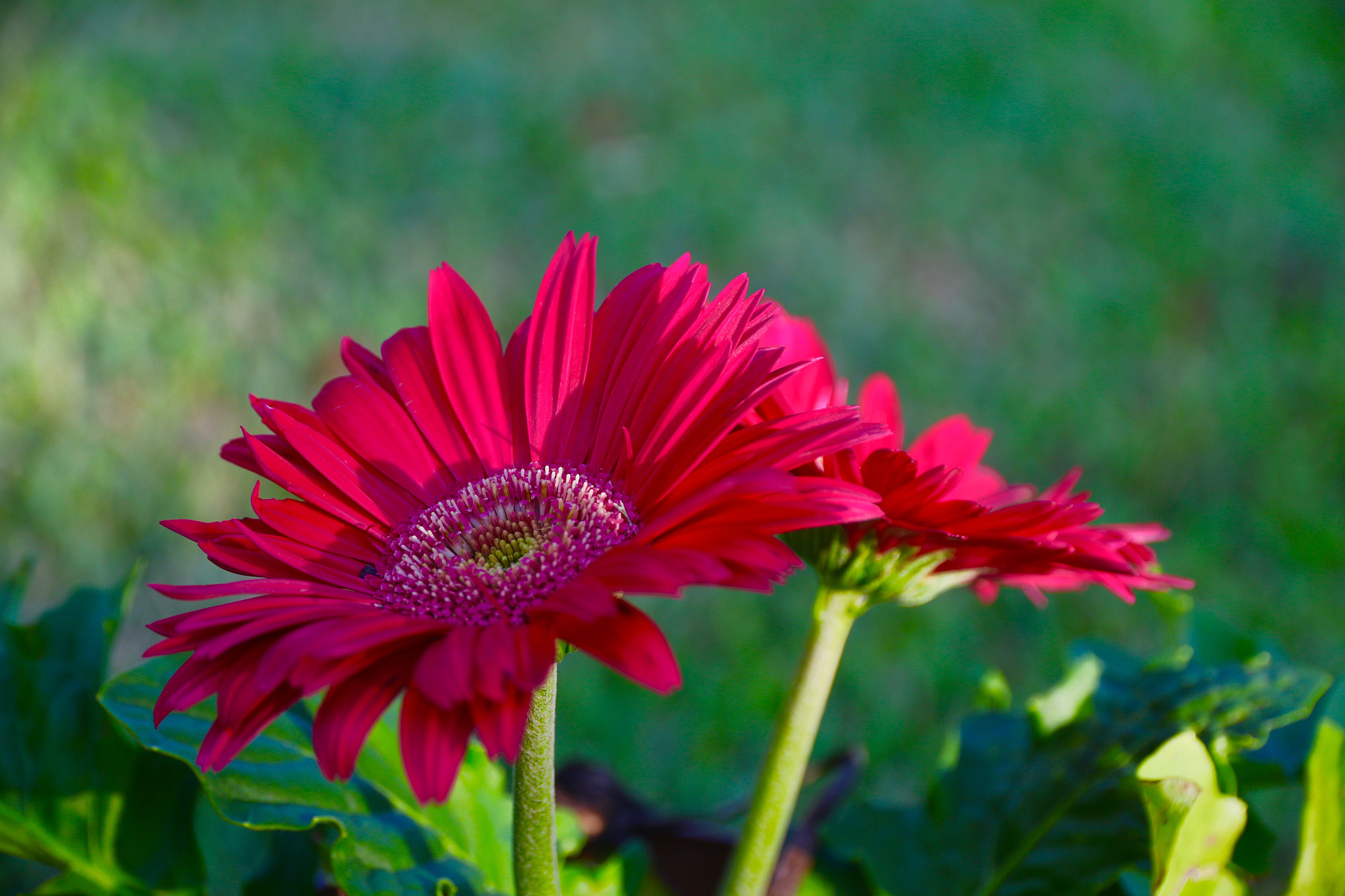 Canon EF-S 15-85mm F3.5-5.6 IS USM sample photo. Image photography