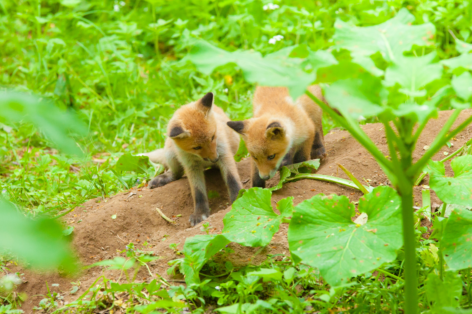 Sigma 70-200mm F2.8 EX DG OS HSM sample photo. Fox cub brother photography